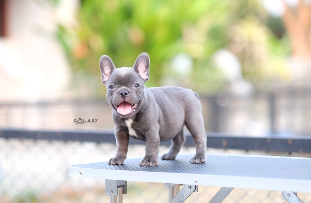 เด็กหญิงไลล่า สีบลูเนียนๆ นัยต์ตาสีสวย หน้าหวาน โครงสร้างดี, ได้รับการฉีดวัคซีนรวมป้องกัน5โรค , ถ่ายพยาธิตามกำหนด ก่อนการส่งมอบ , มีบริการส่งน้องต่างจังหวัด , สุนัขร่างกายสมบูรณ์แข็งแรง สุขภาพจิตดีทุกตัว 092-991-8888