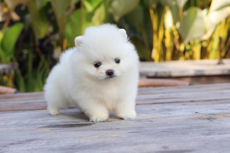 ปอมเมอเรเนียน เพศผู้