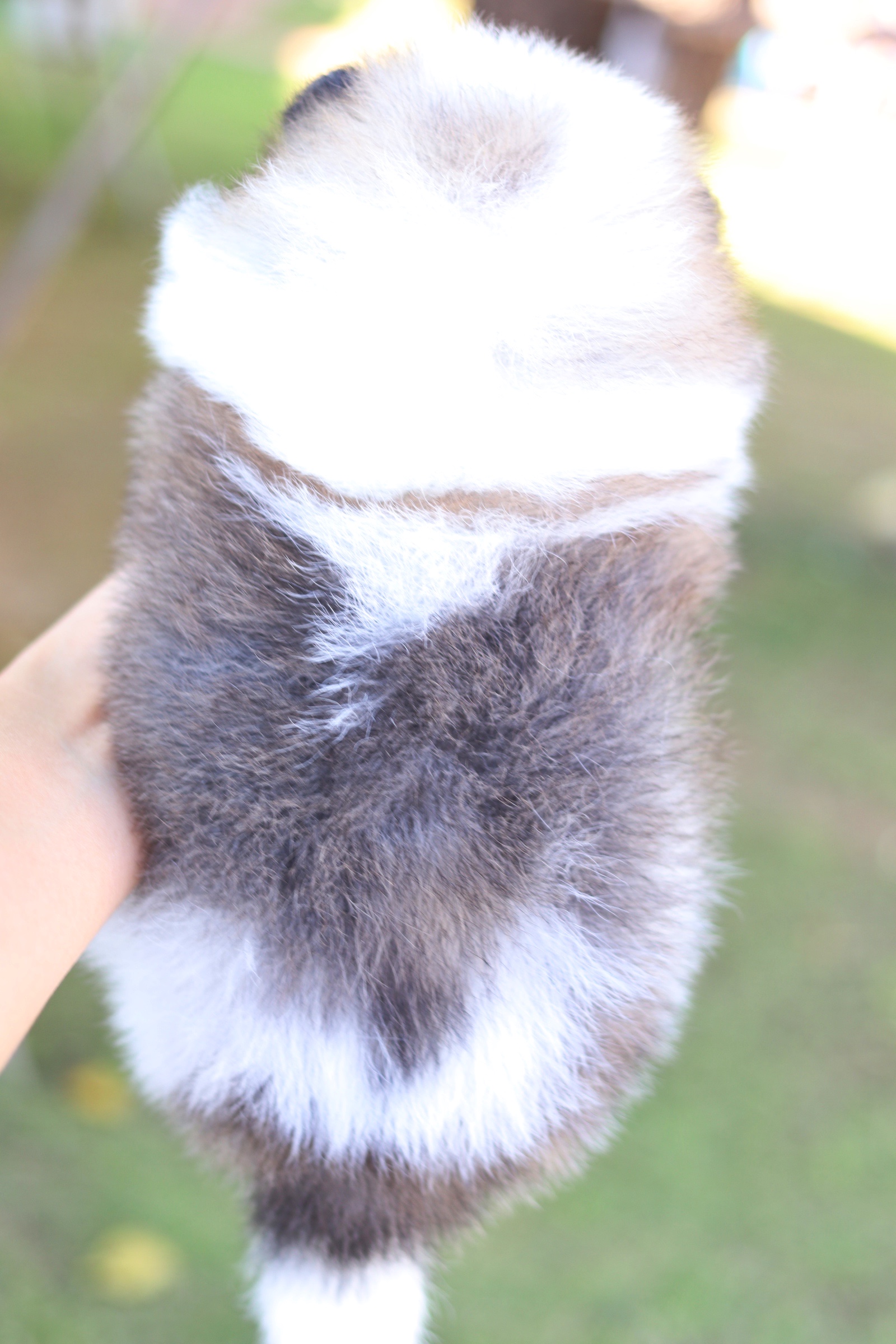 ปอมเมอเรเนียน เพศผู้ สีแฟนซี