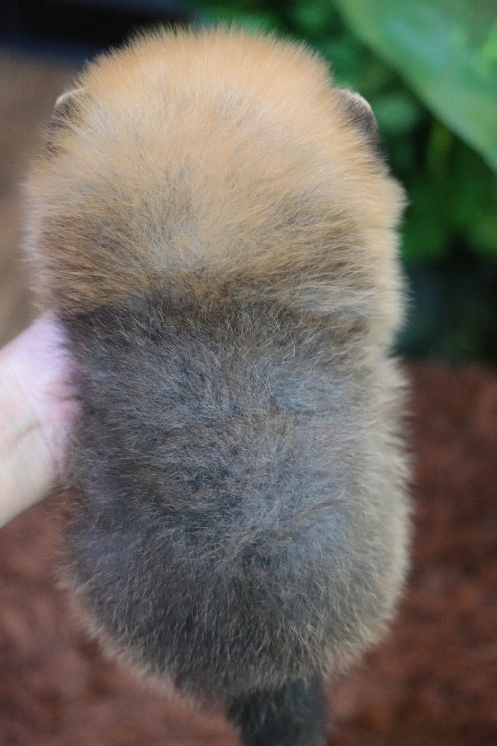 ปอมเมอเรเนียน เพศเมียสีส้มไซส์เล็ก