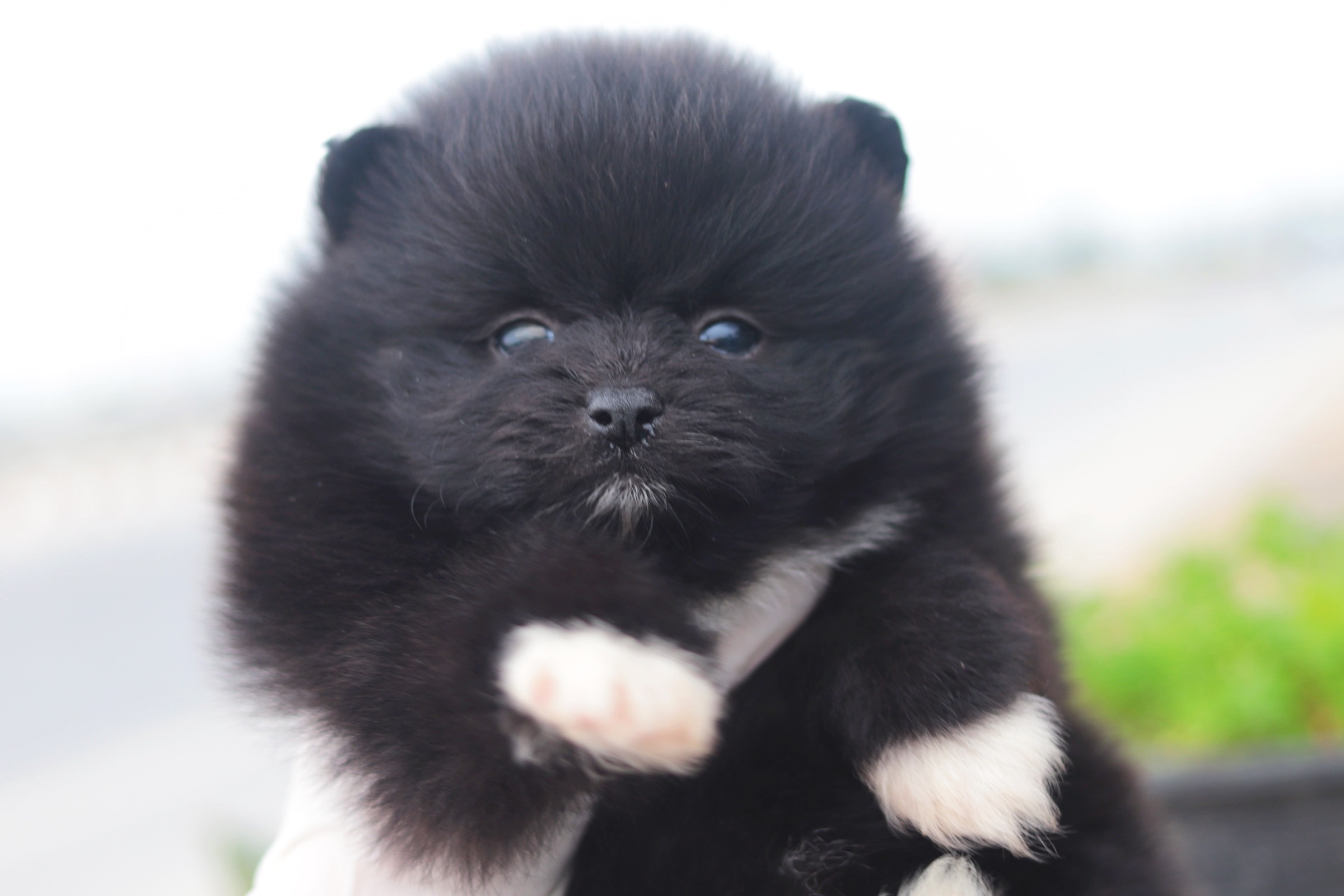 ปอมเมอเรเนียน เพศผู้ สีดำ