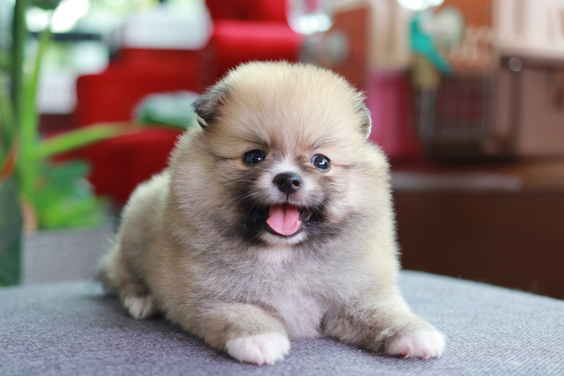 ปอมเมอเรเนียน เพศเมีย