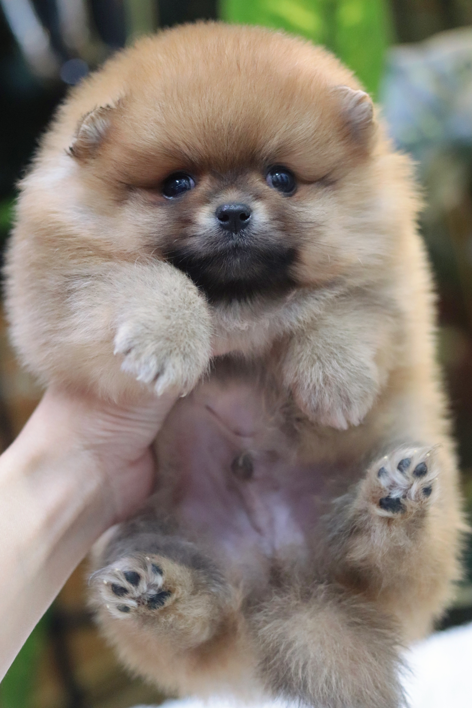 ปอมเมอเรเนียน เพศผู้สีส้ม ขนแน่นๆ