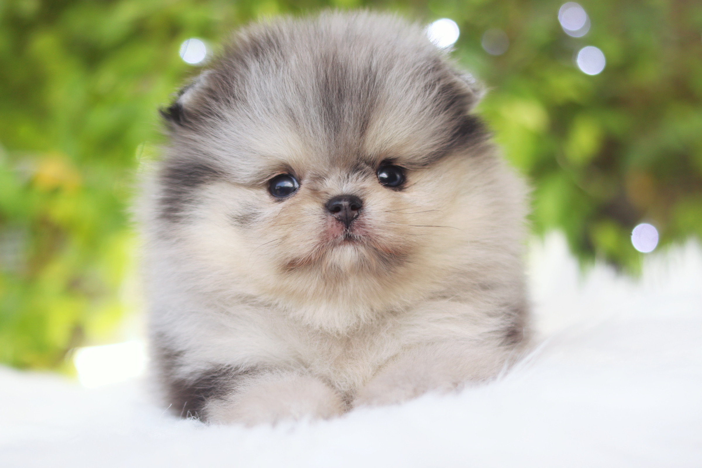 ปอมเมอเรเนียน เพศเมีย สีเมอร์เร่ เกรดโชว์