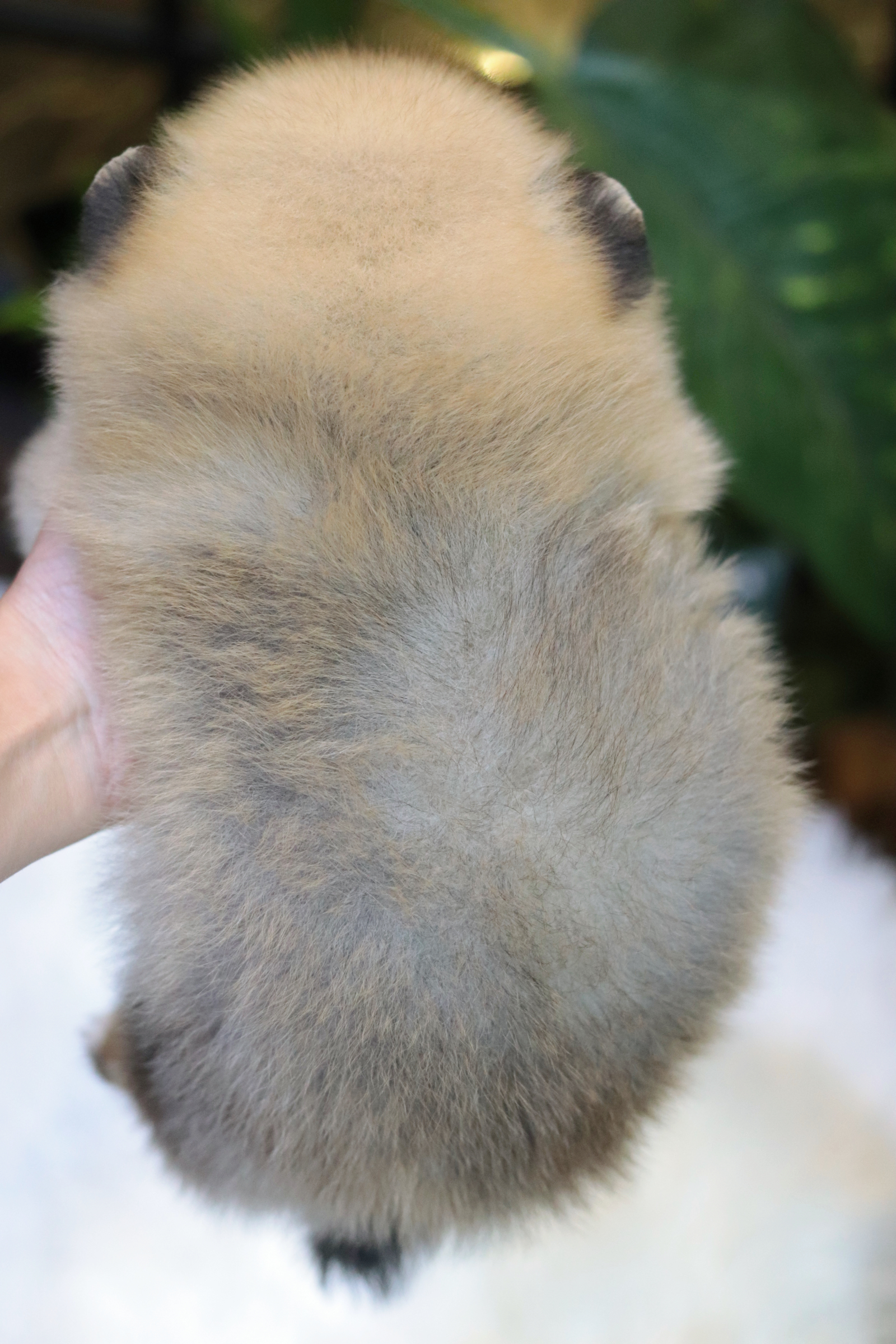 ปอมเมอเรเนียน เพศผู้สีส้มขนแน่นๆ