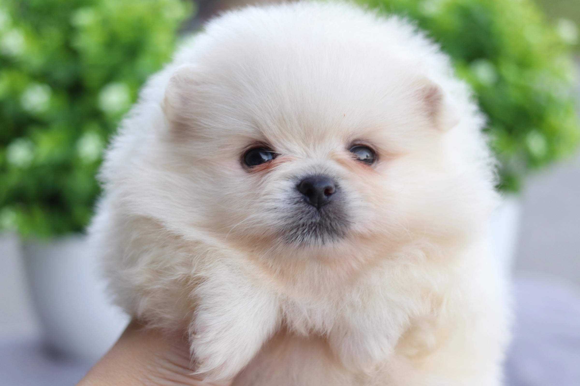 ปอมเมอเรเนียน เพศผู้