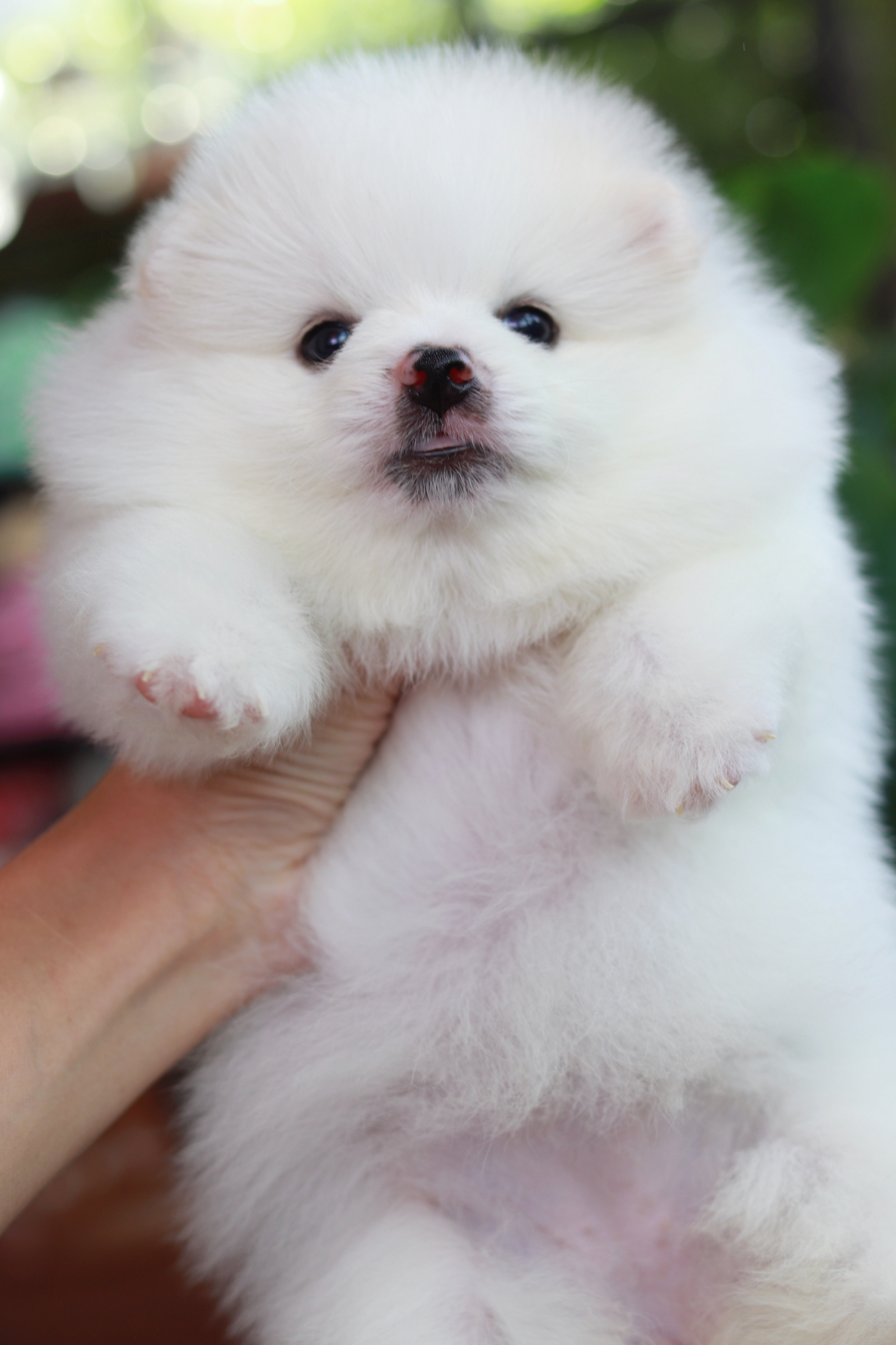 ปอมเมอเรเนียน เพศเมีย ไซส์ปกติ