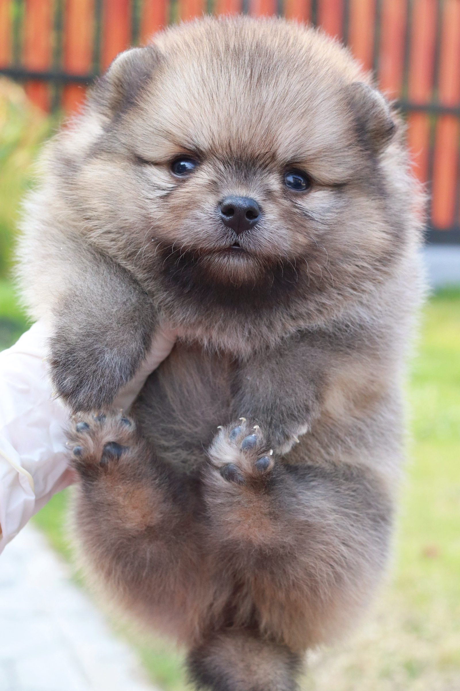 ปอมเมอเรเนียน เพศผู้ สีส้ม น่ารัก