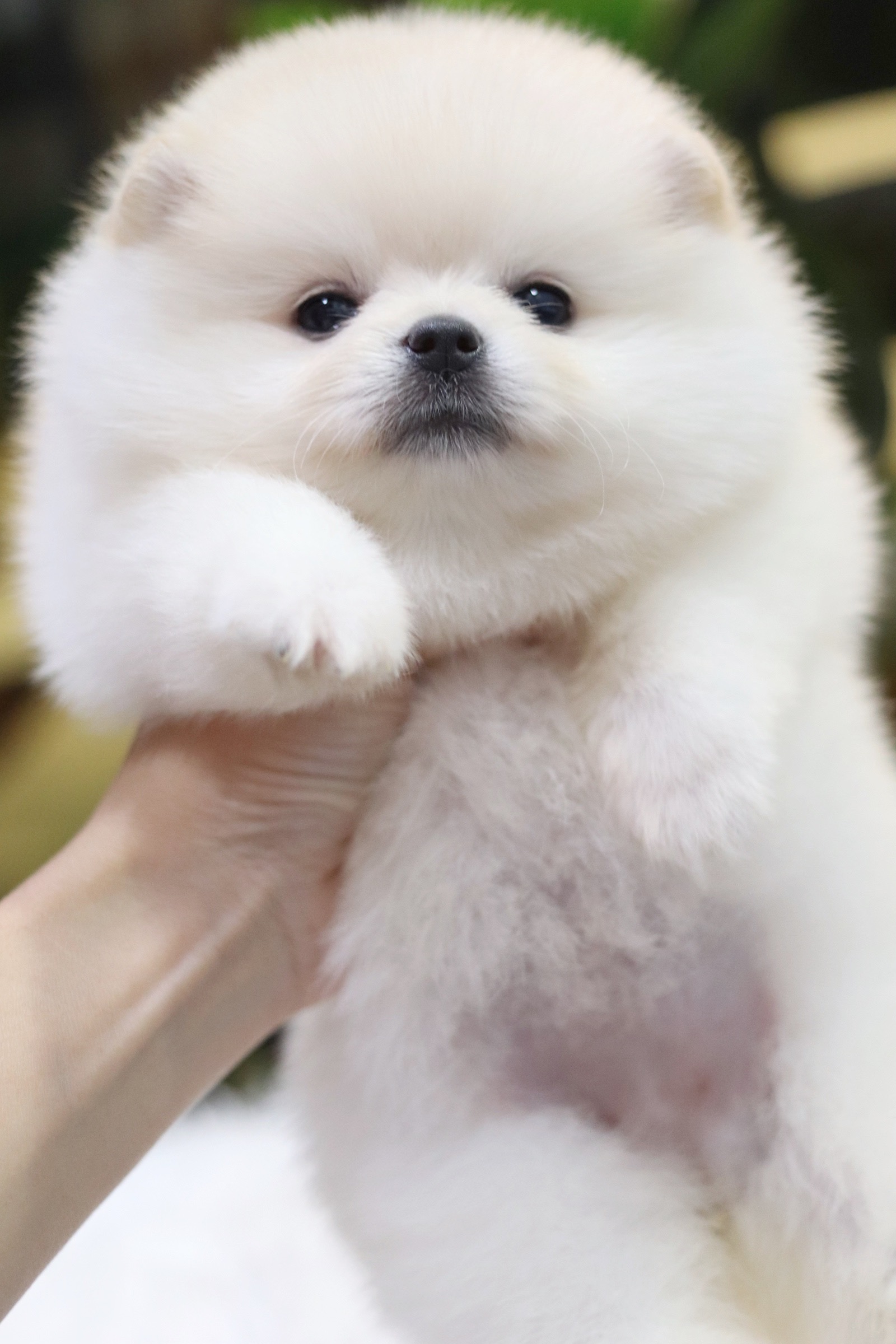 ปอมเมอเรเนียน เพศเมียสีขาวครีม