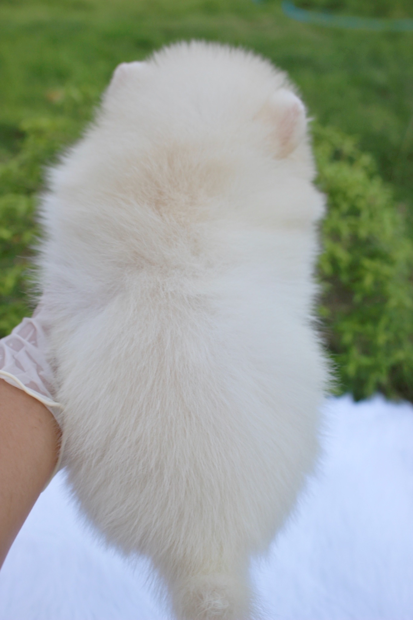 ปอมเมอเรเนียน เพศผู้ ขาวครีม