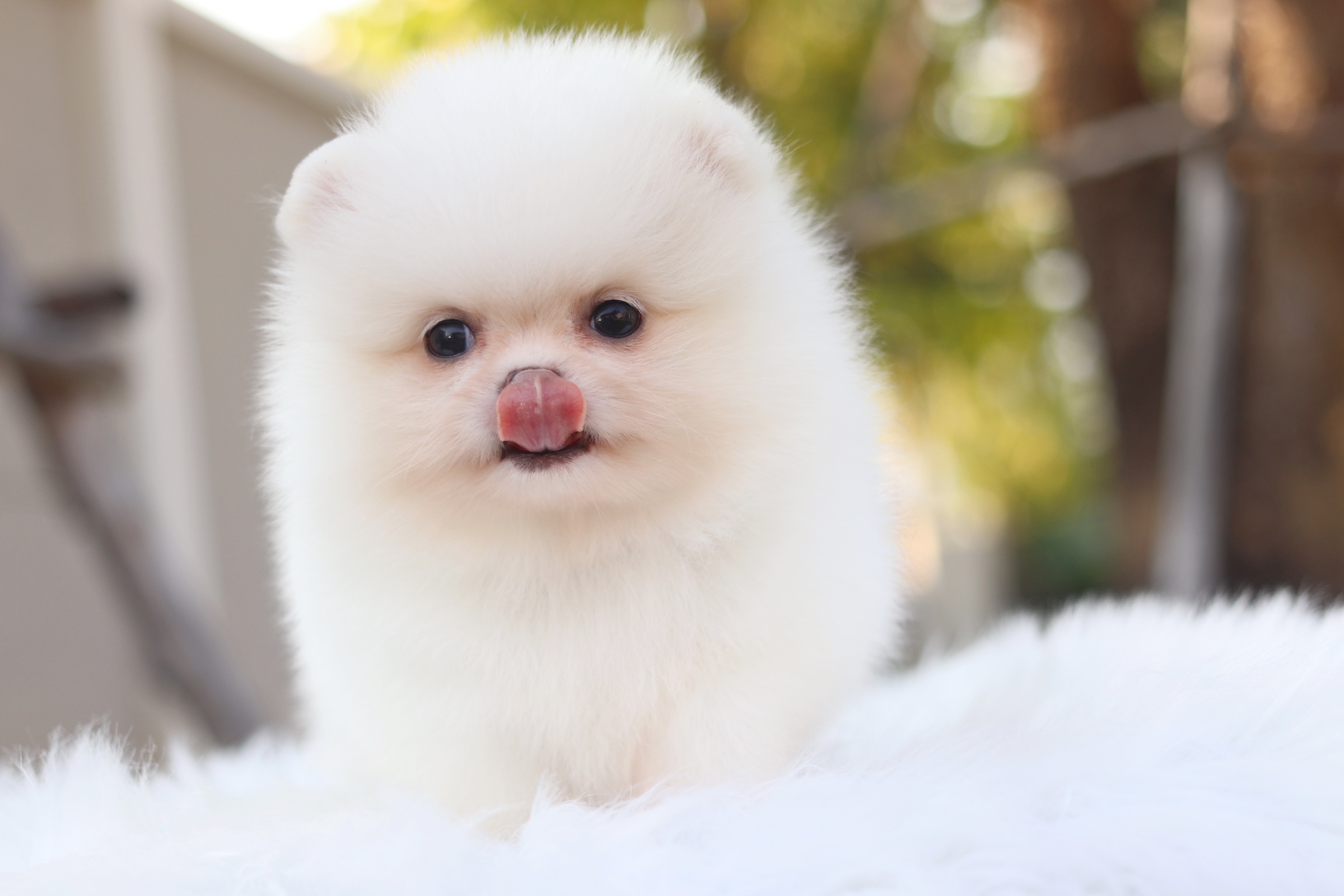 ปอมเมอเรเนียน เพศผู้สีขาวครีม