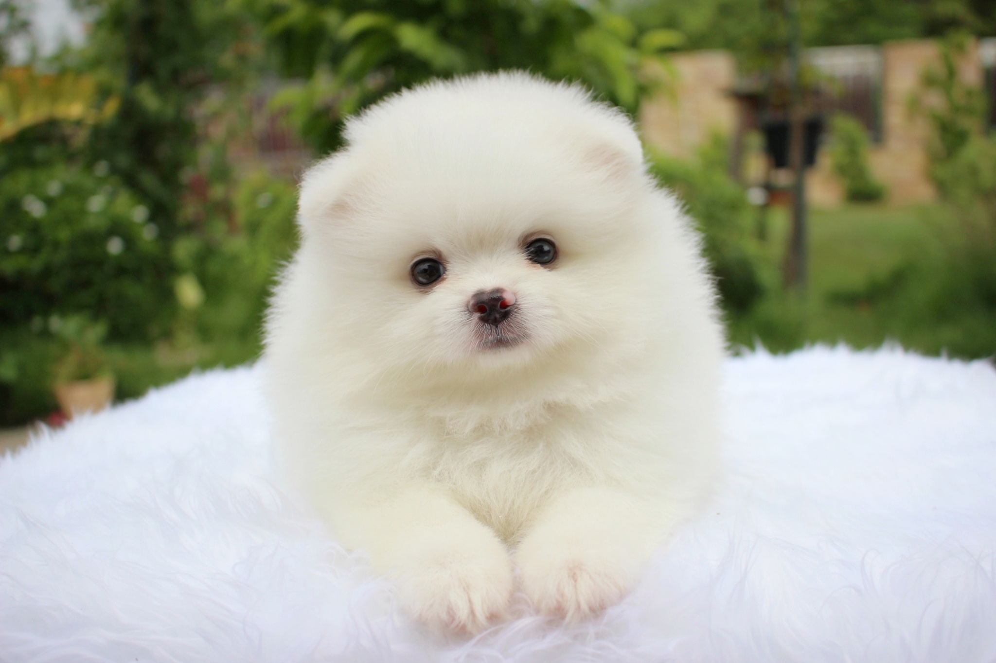 ปอมเมอเรเนียน เพศผู้ สีขาวครีม