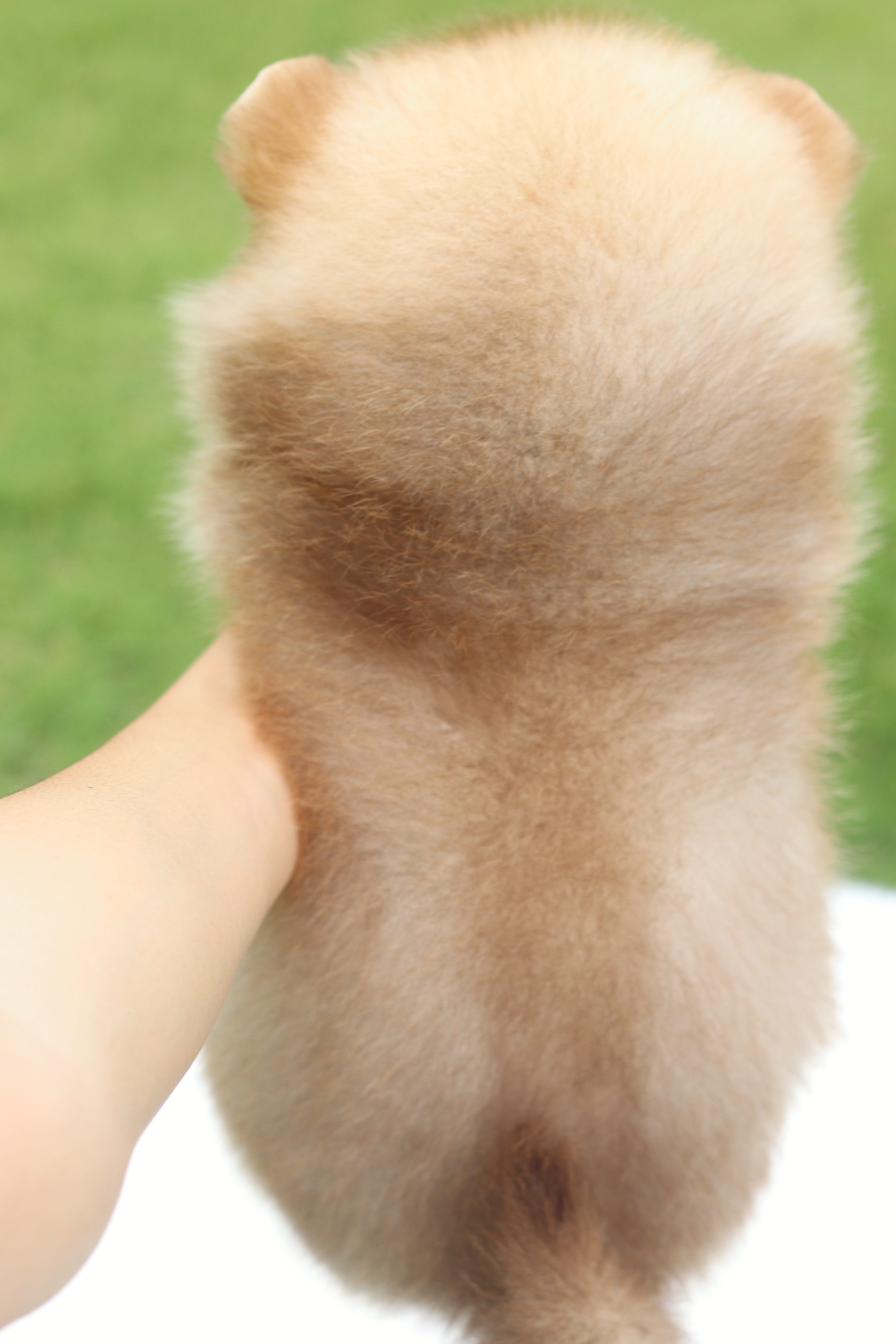 ปอมเมอเรเนียน เพศผู้สีส้ม