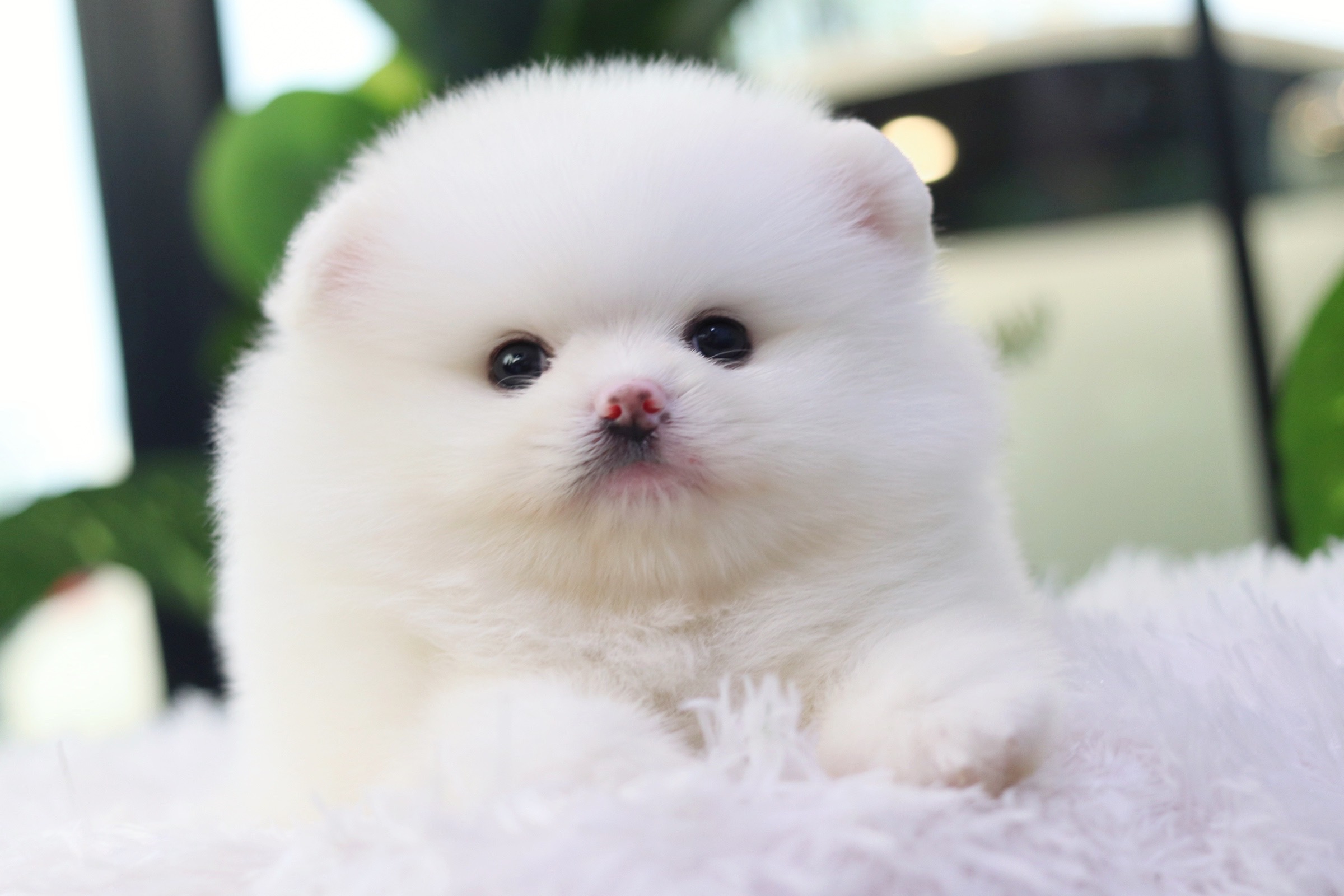 ปอมเมอเรเนียน เพศผู้ เกรดโชว์ สีขาว หน้าตุ๊กตา