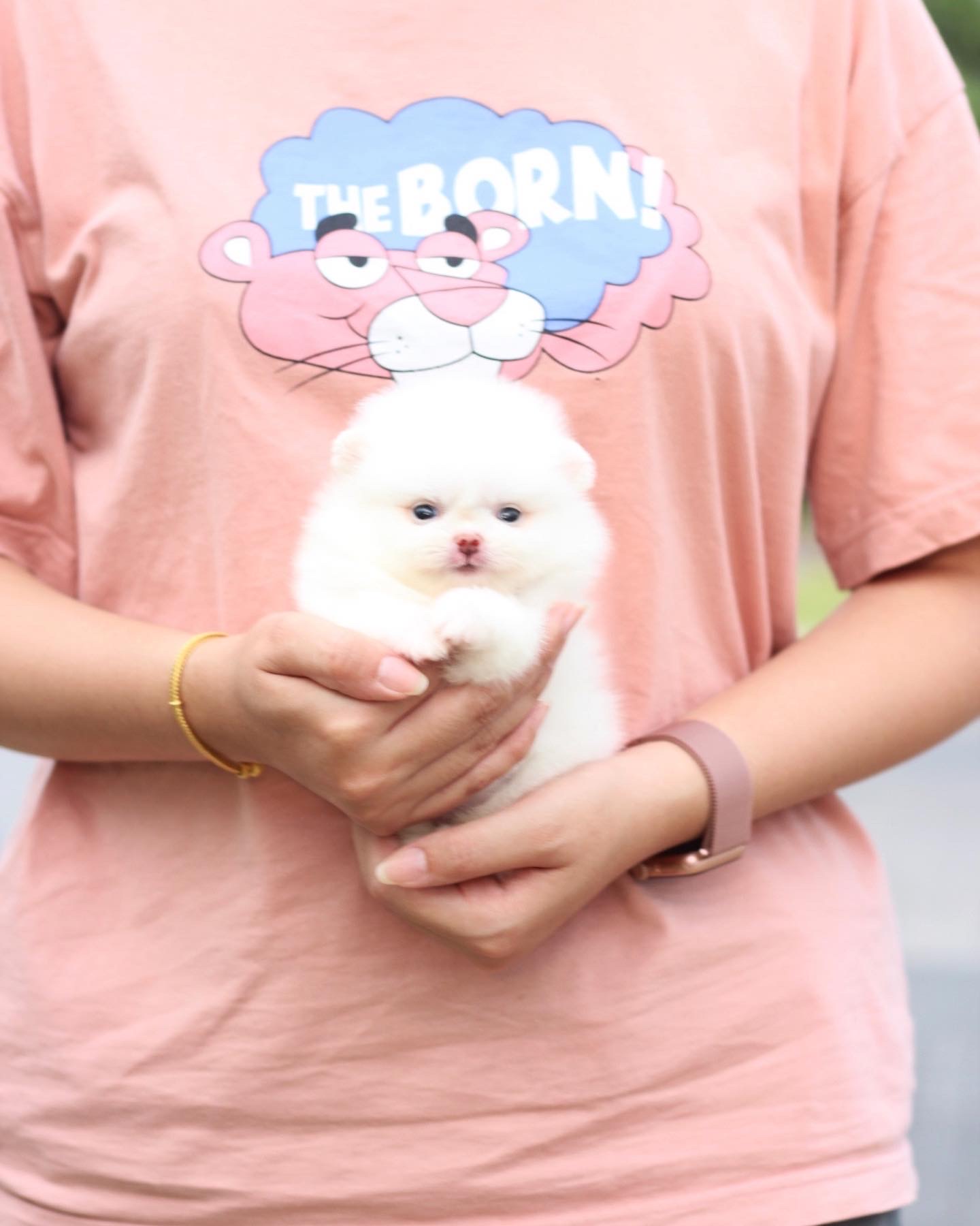 ปอมเมอเรเนียน เพศเมียสีขาวครีม เกรดโชว์