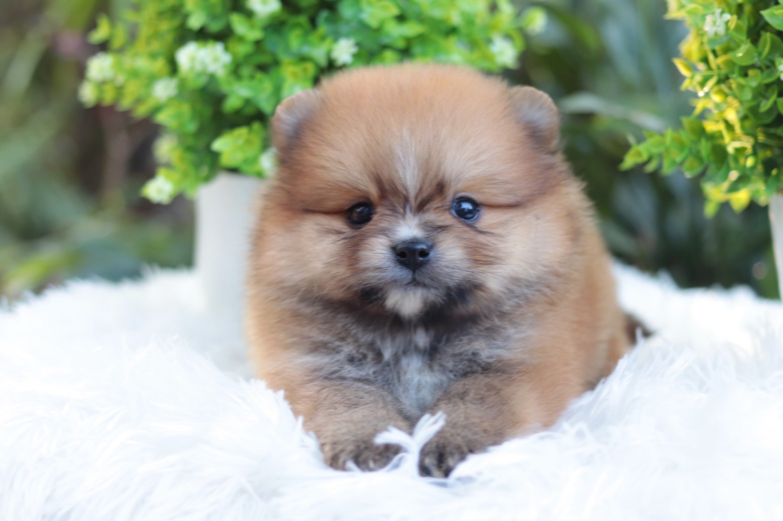 ปอมเมอเรเนียน เพศเมียสีส้ม