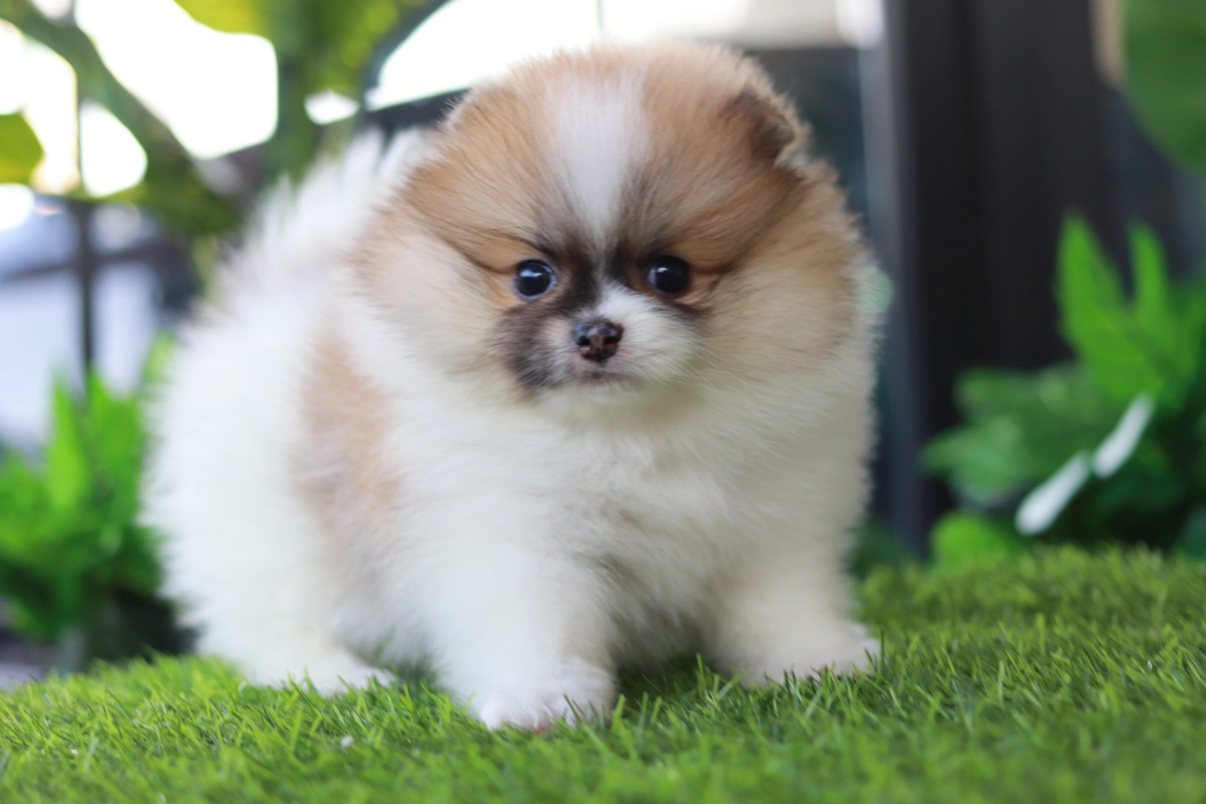 ปอมเมอเรเนียน เพศผู้ แฟนซี