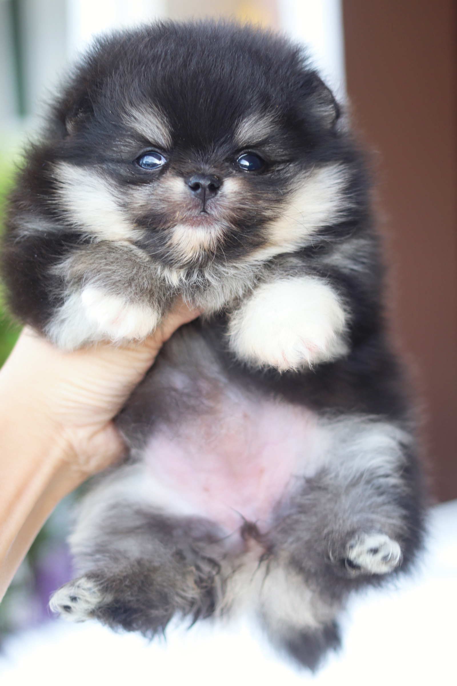 ปอมเมอเรเนียน เพศเมียสีแบล็คแทนเกรดโชว์