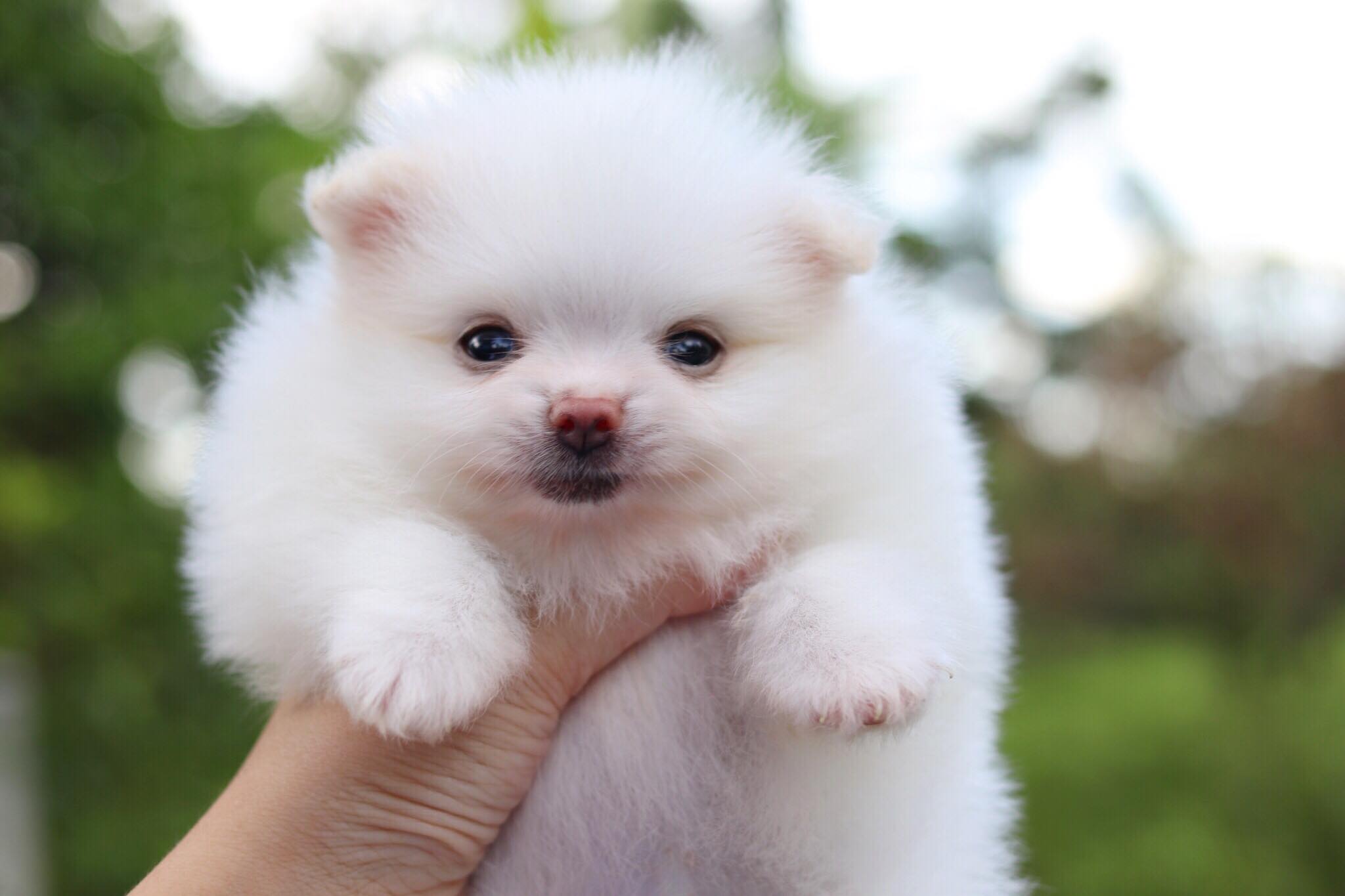 ปอมเมอเรเนียน เพศเมีย