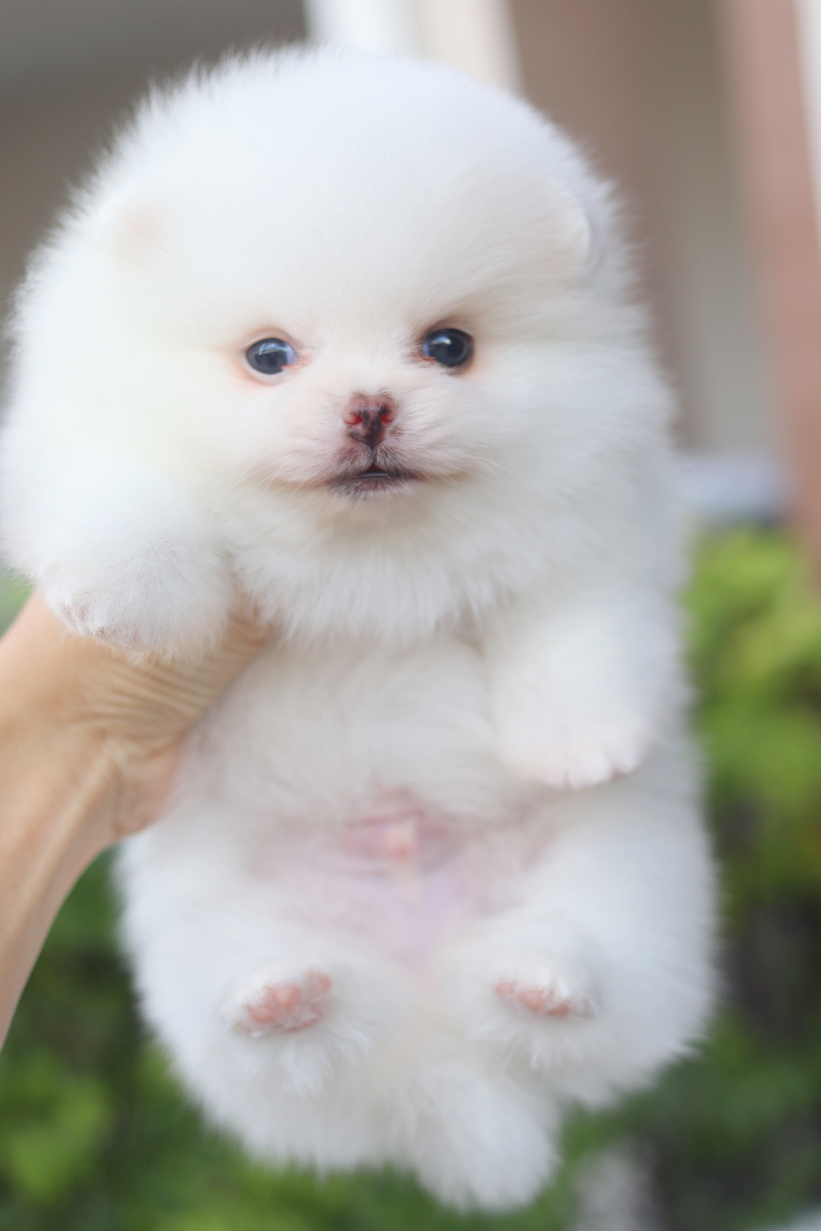 ปอมเมอเรเนียน เพศผู้สีขาวครีมเกรดโชว์