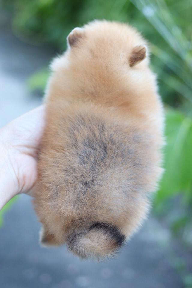 ปอมเมอเรเนียน เพศเมีย ทีคัพ