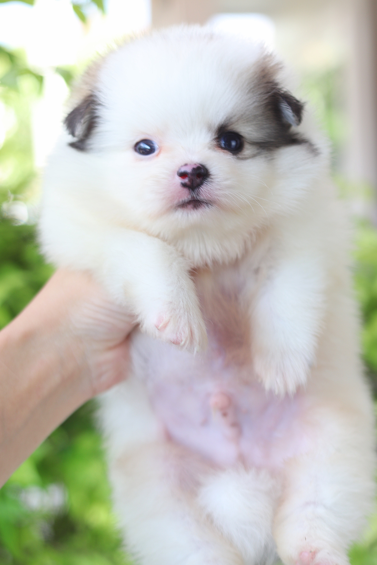 ปอมเมอเรเนียน เพศผู้สีแฟนซี