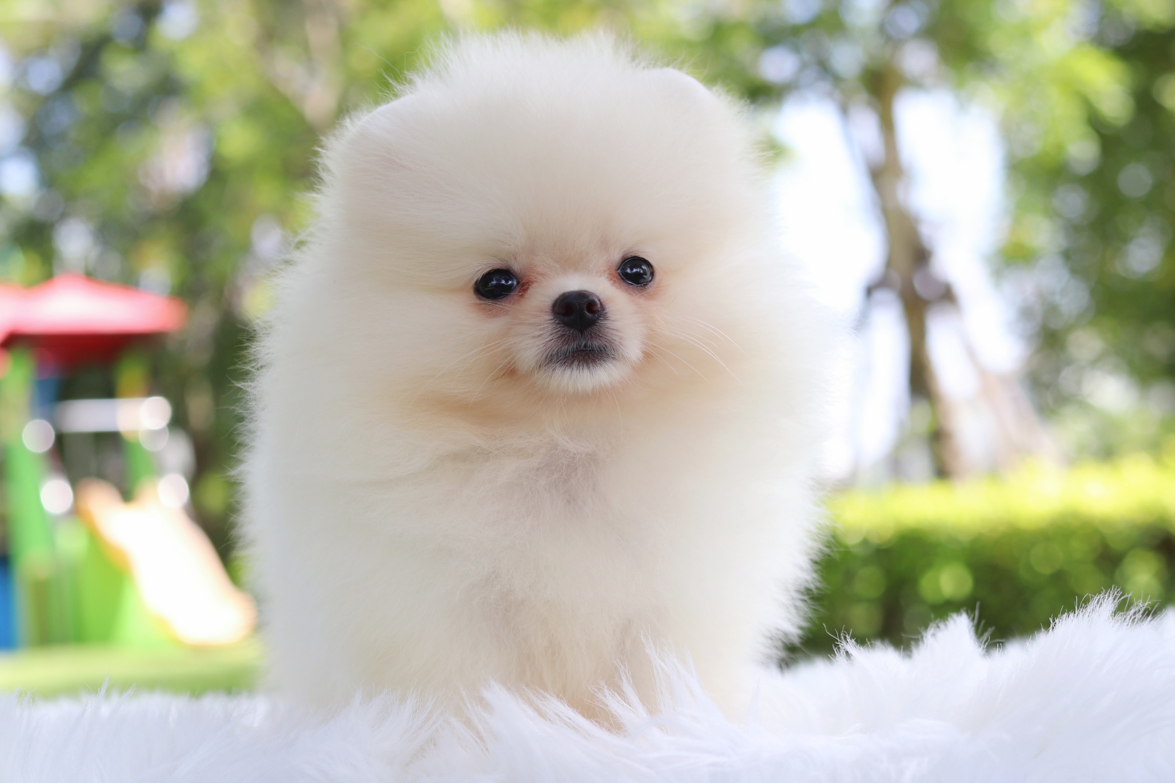 ปอมเมอเรเนียน เพศเมียสีขาวครีม เกรดโชว์