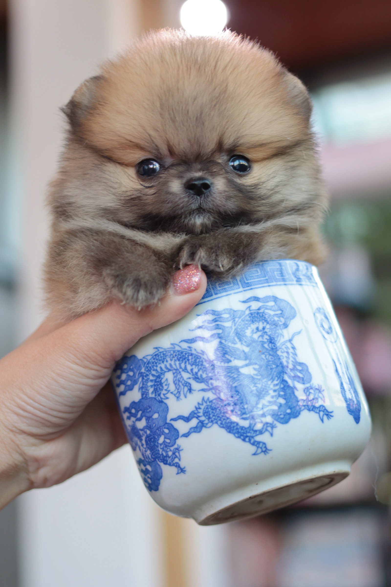 ปอมเมอเรเนียน เพศผู้ ทีคัพจิ๋วมากกกก