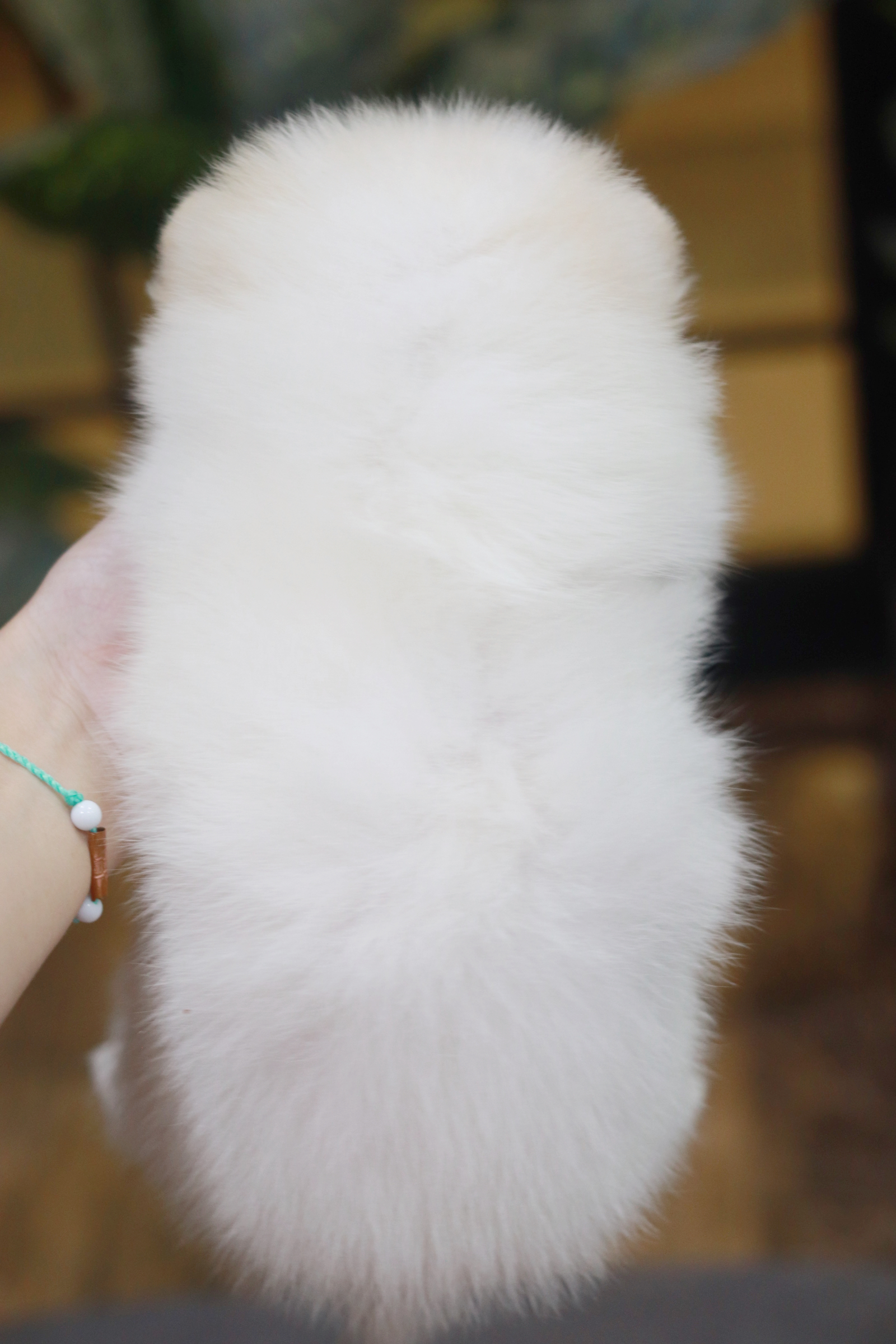 ปอมเมอเรเนียน เพศเมีย