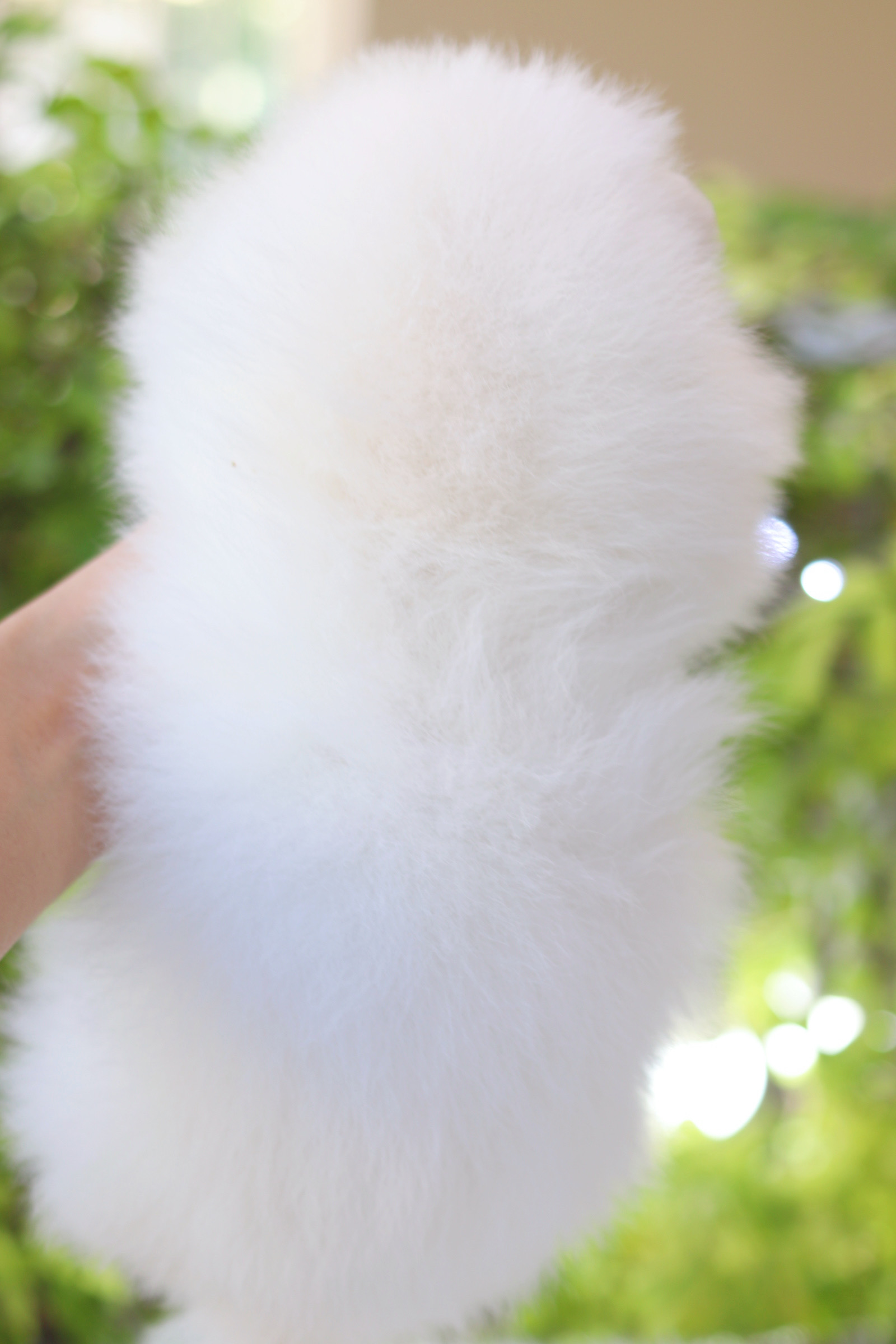 ปอมเมอเรเนียน เพศเมีย สีขาวครีม