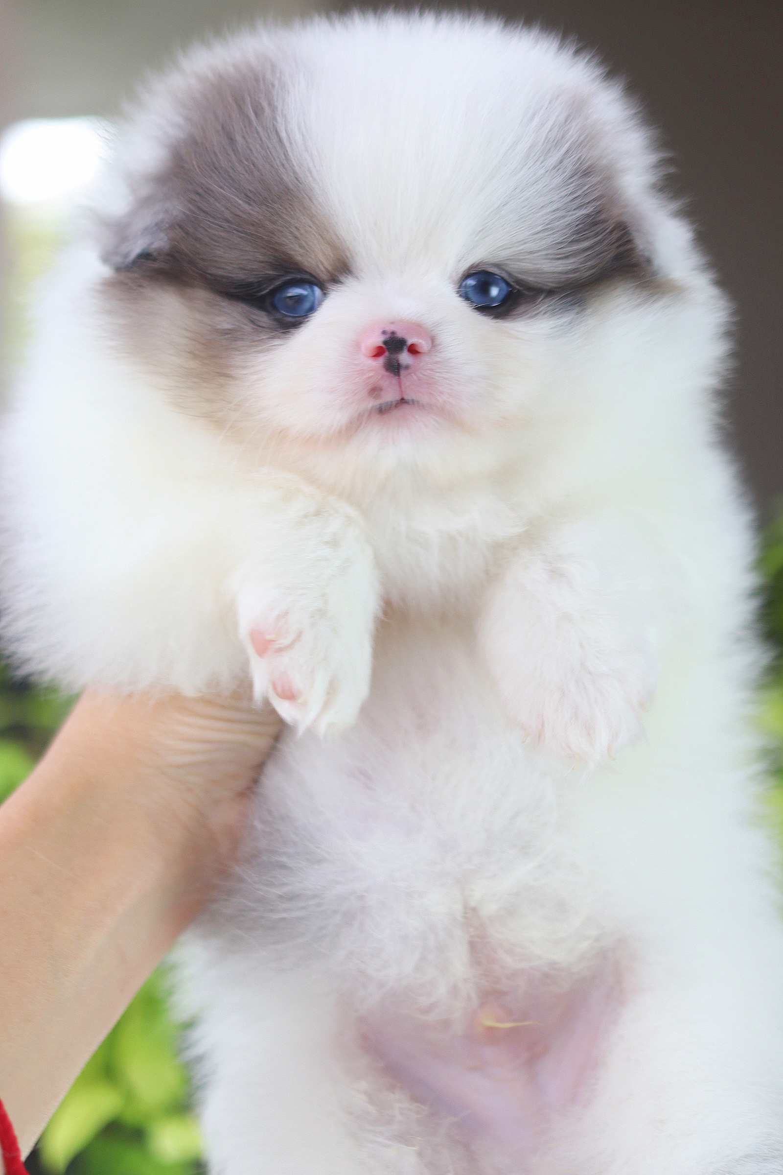 ปอมเมอเรเนียน เพศผู้ สีแฟนซี