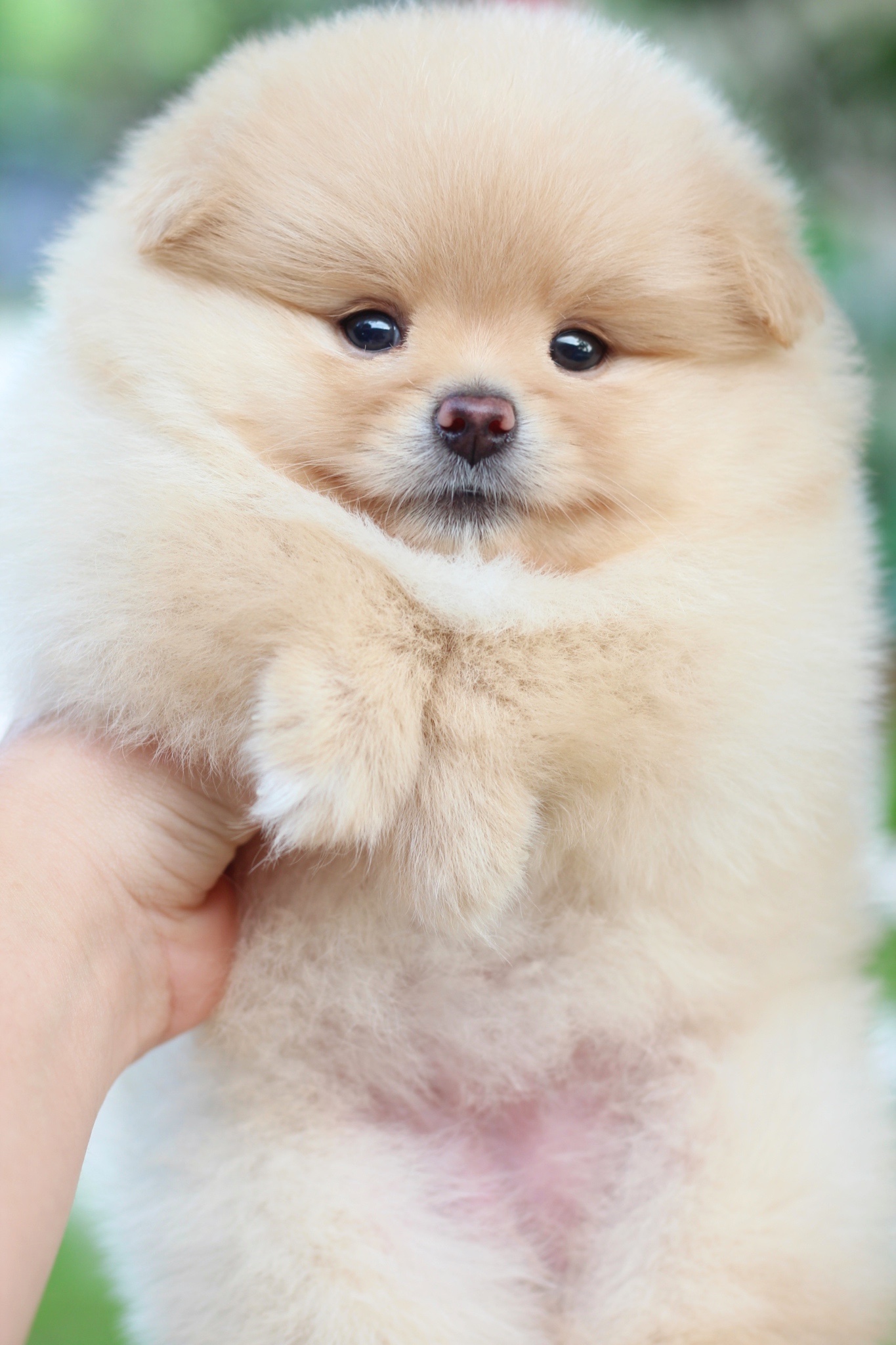 ปอมเมอเรเนียน เพศเมีย สีครีม