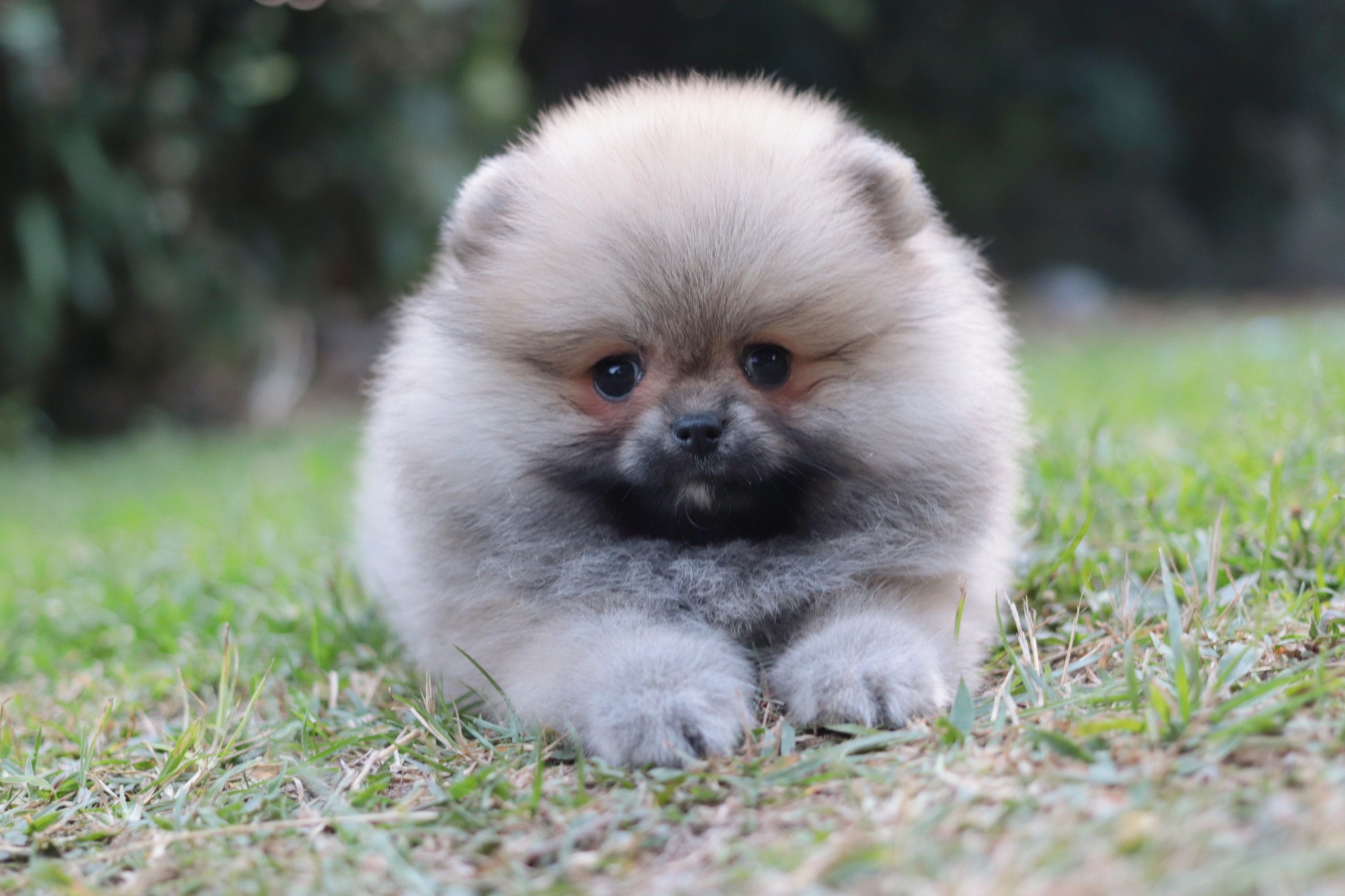 ปอมเมอเรเนียน เพศเมียสีส้ม