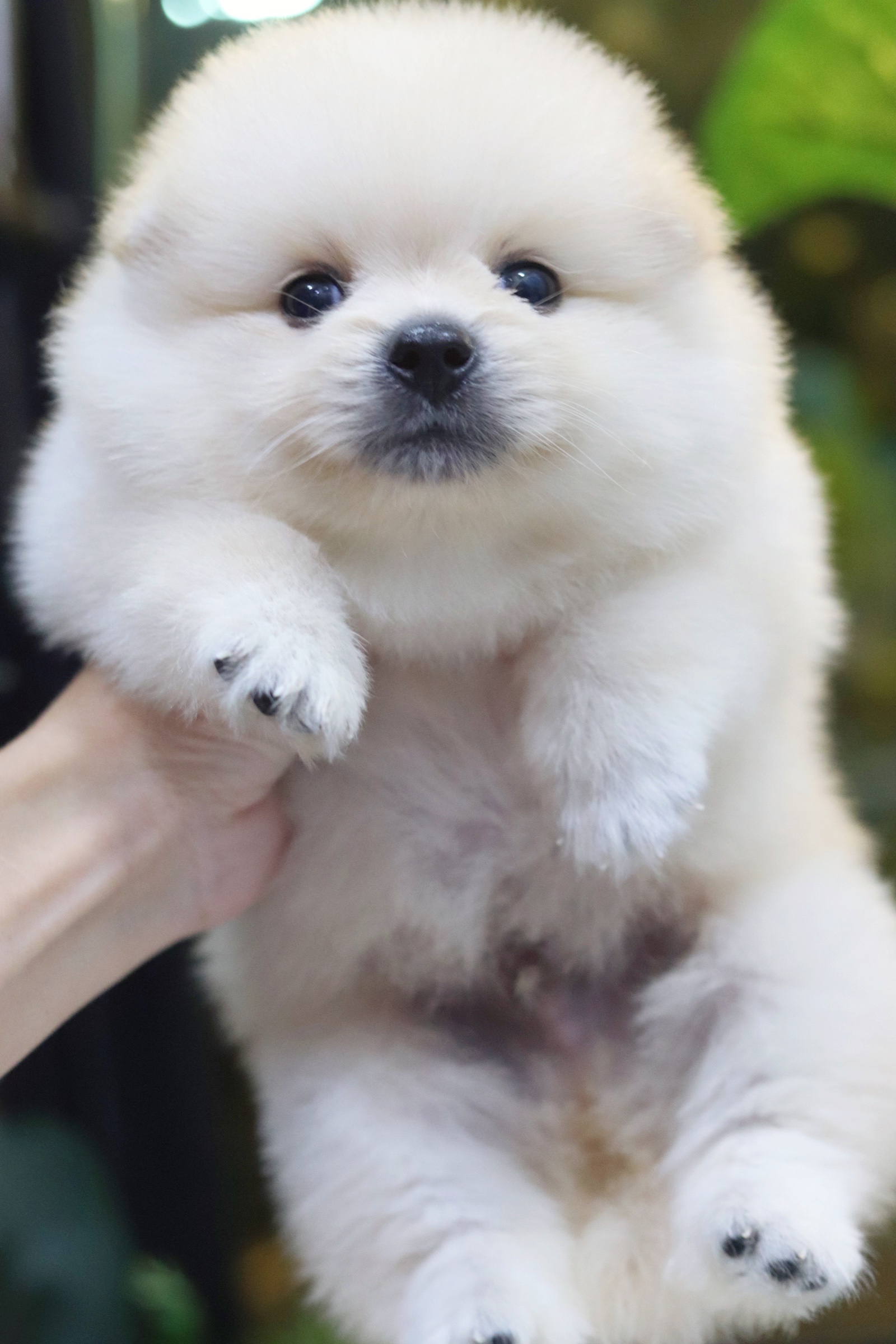 ปอมเมอเรเนียน เพศผู้ สีขาวครีม