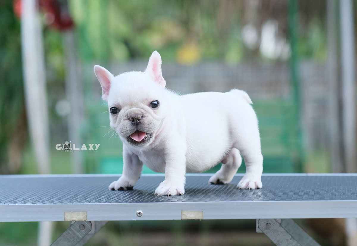 เพศผู้ สีครีม ลูกพ่อไทยแชมป์ แม่ตัวไม่ใหญ่ โตไปตัวเล็กพอดีๆ หน้าตาน่ารัก ตัวกลมๆ สุขภาพสมบูรณ์แข็งแรง สถานะพร้อมย้ายบ้าน, ได้รับการฉีดวัคซีนรวมป้องกัน5โรค ,สุนัขร่างกายสมบูรณ์แข็งแรง สุขภาพจิตดีทุกตัว 092-9918888