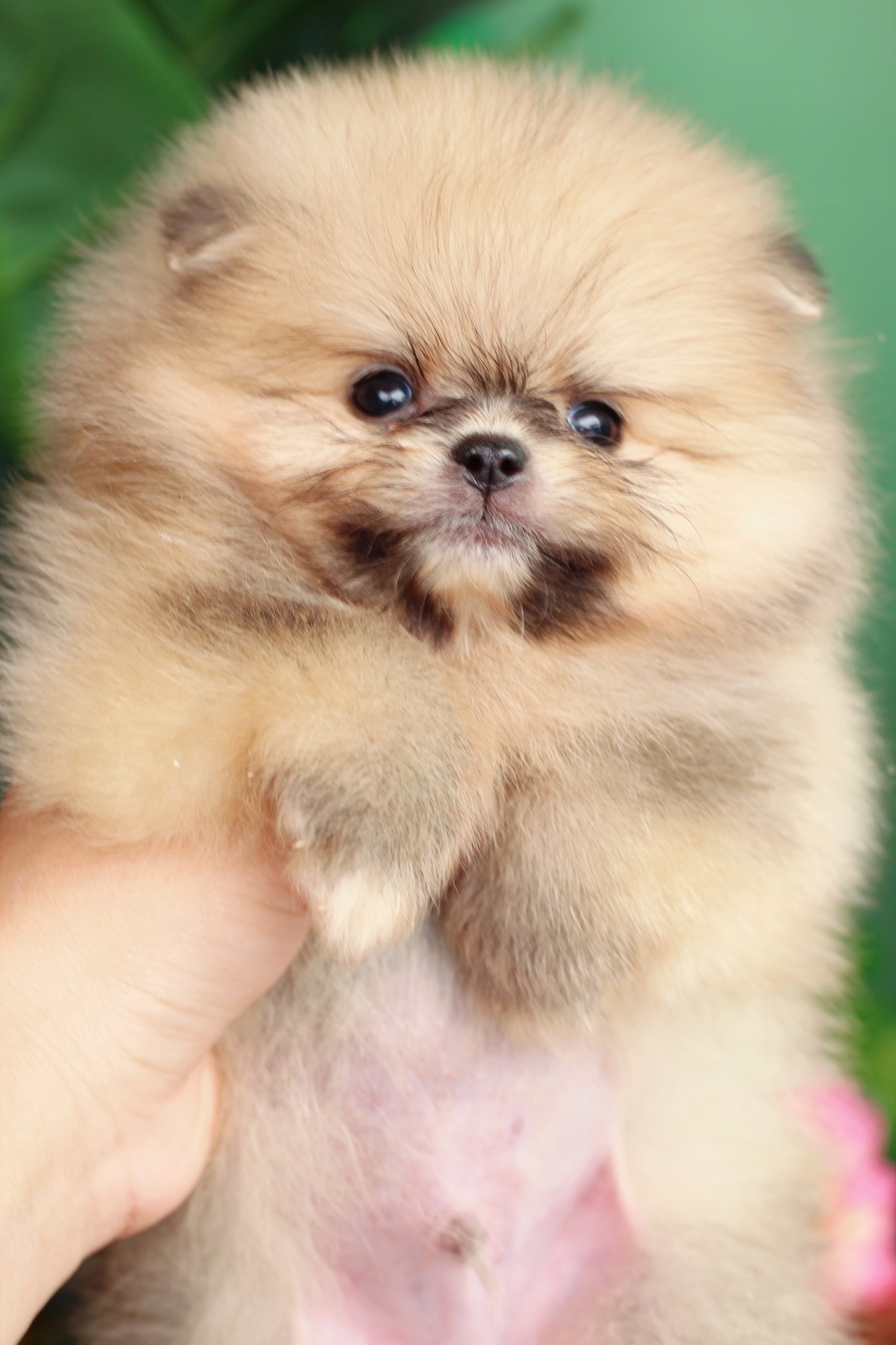 ปอมเมอเรเนียน เพศผู้สีส้ม