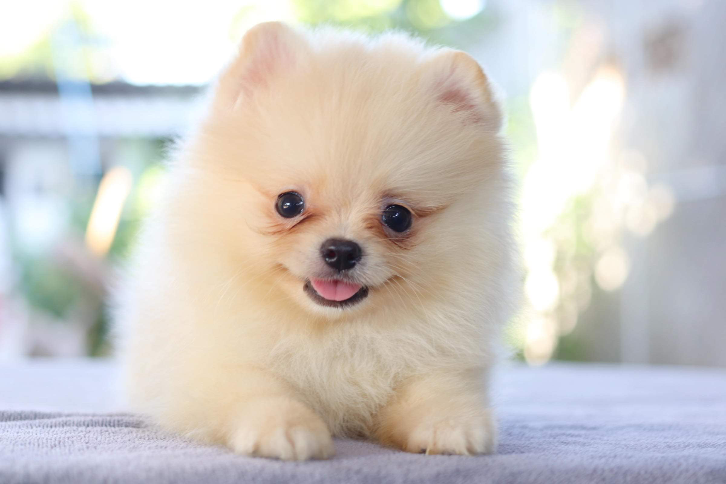 ปอมเมอเรเนียน เพศผู้