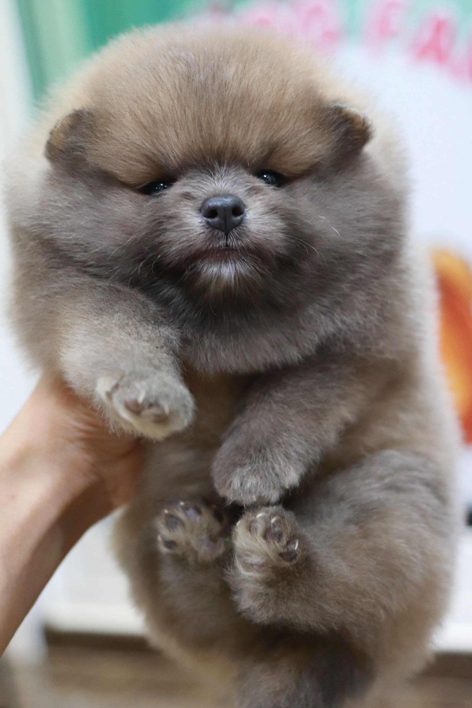 ปอมเมอเรเนียน เพศผู้