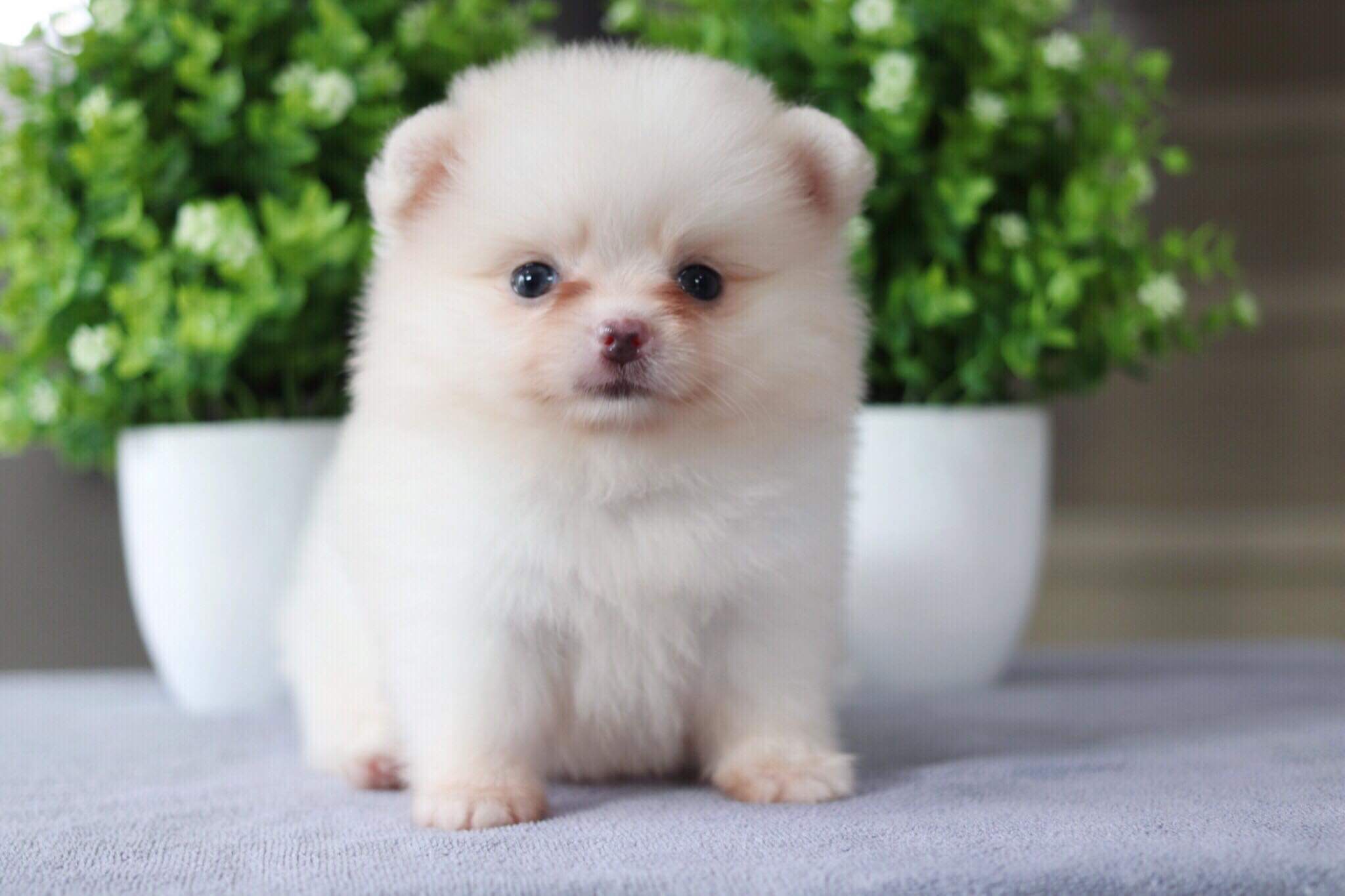 ปอมเมอเรเนียน เพศเมีย