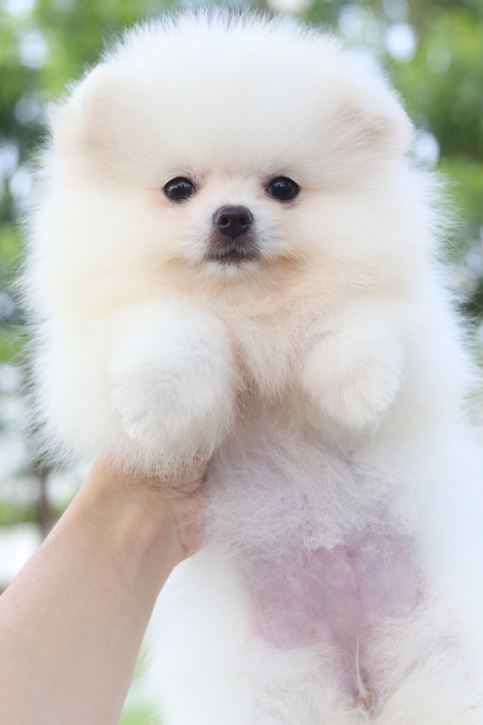 ปอมเมอเรเนียน เพศเมียสีขาวครีม