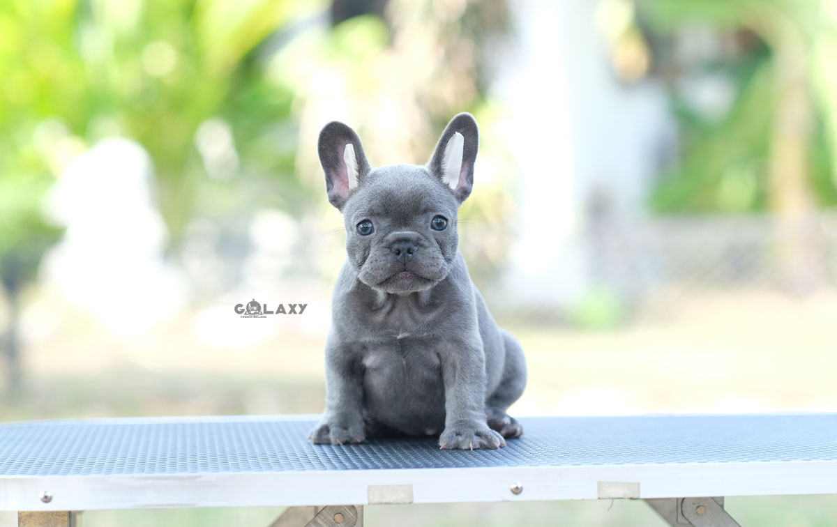 สาวน้อย สีบลู(สีเทา) หน้ากลมสั้นสวย แววตาสะกดจิตใครเห็นต้องหลงรัก , ได้รับการฉีดวัคซีนรวมป้องกัน5โรค , ถ่ายพยาธิตามกำหนด ก่อนการส่งมอบ , มีบริการส่งน้องต่างจังหวัด , สุนัขร่างกายสมบูรณ์แข็งแรง สุขภาพจิตดีทุกตัว 092-991-8888