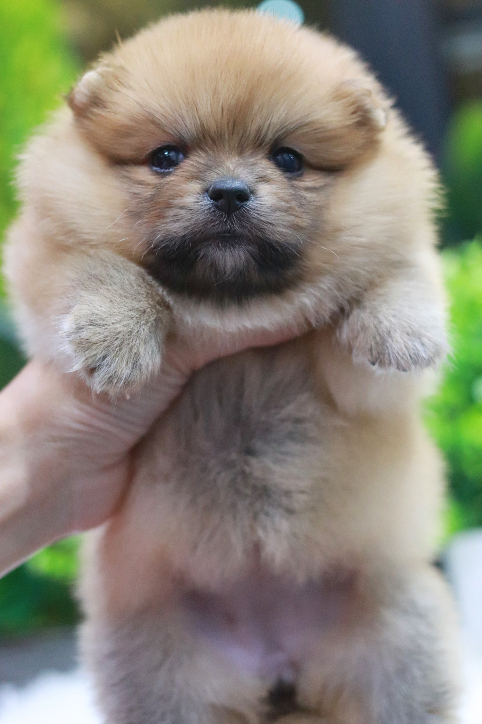 ปอมเมอเรเนียน เพศเมียสีส้มขนแน่น