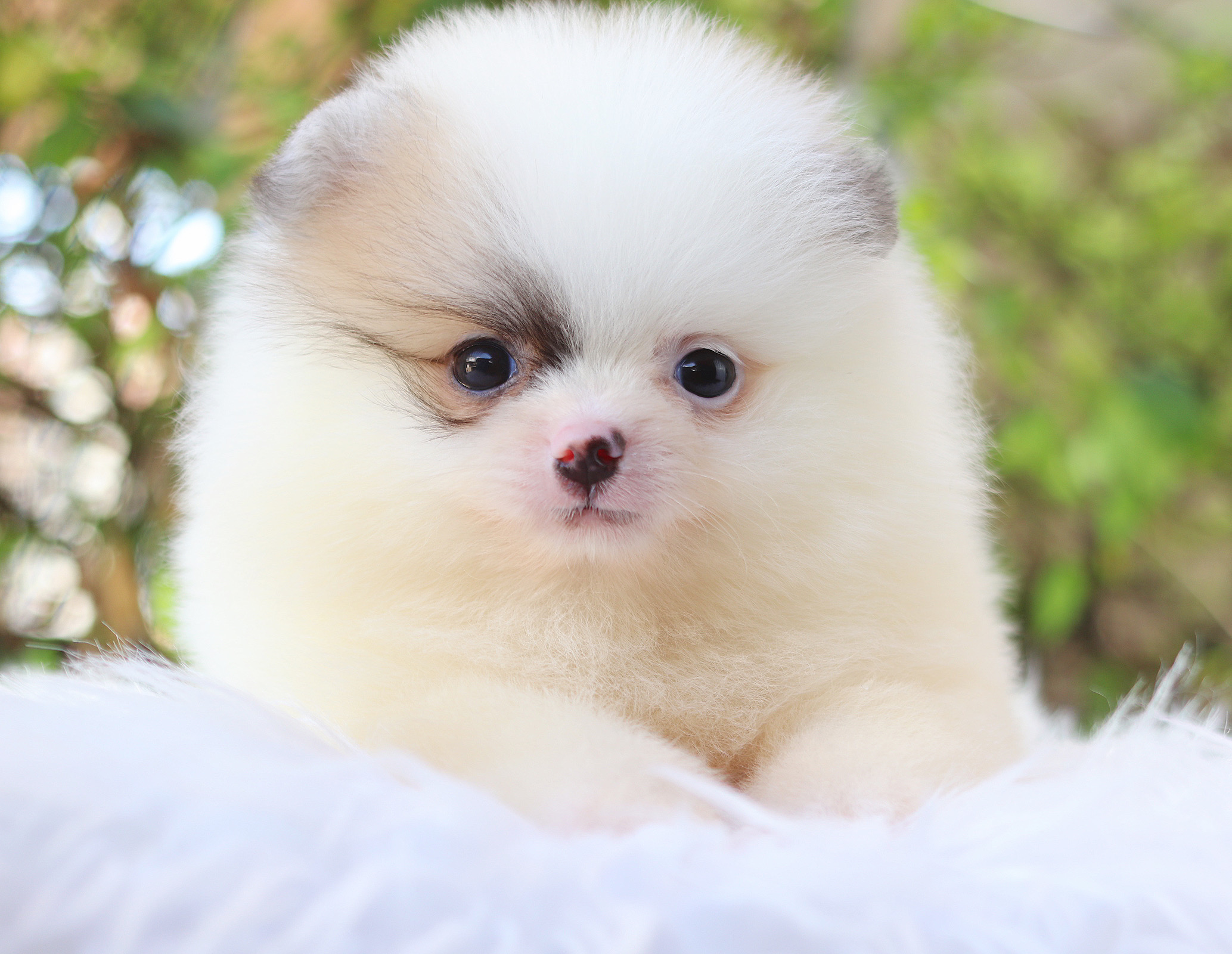 ปอมเมอเรเนียน เพศผู้ สีแฟนซี