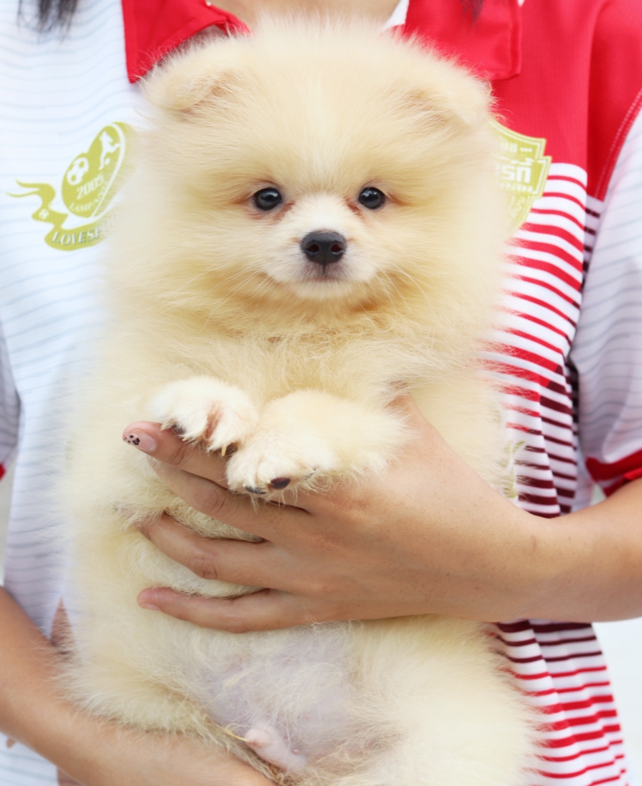 ปอมเมอเรเนียน เพศผู้ สีขาวครีม