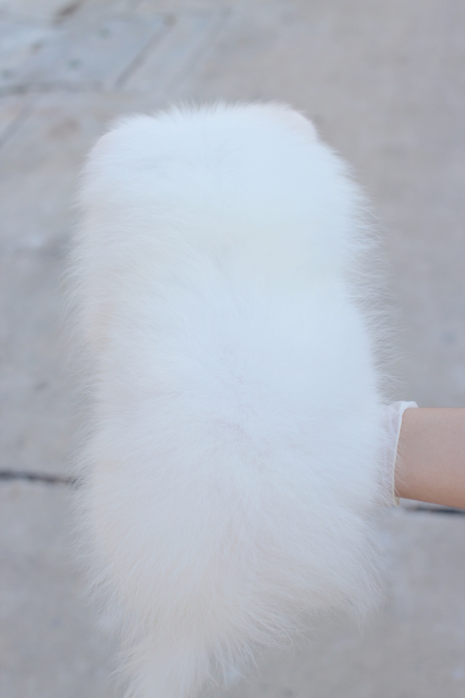 ปอมเมอเรเนียน เพศผู้ สีขาวครีม