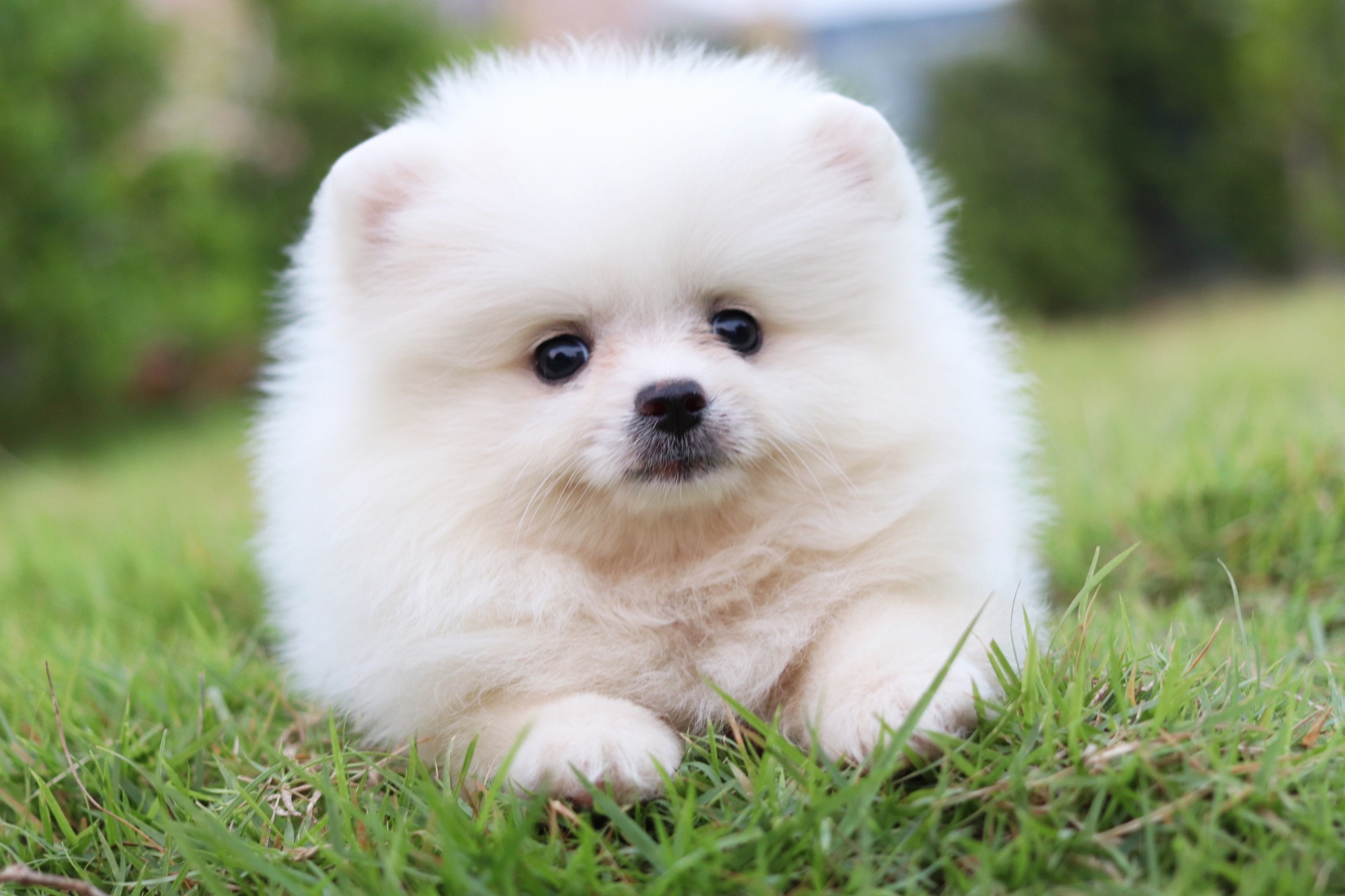 ปอมเมอเรเนียน เพศเมียขาวครีม