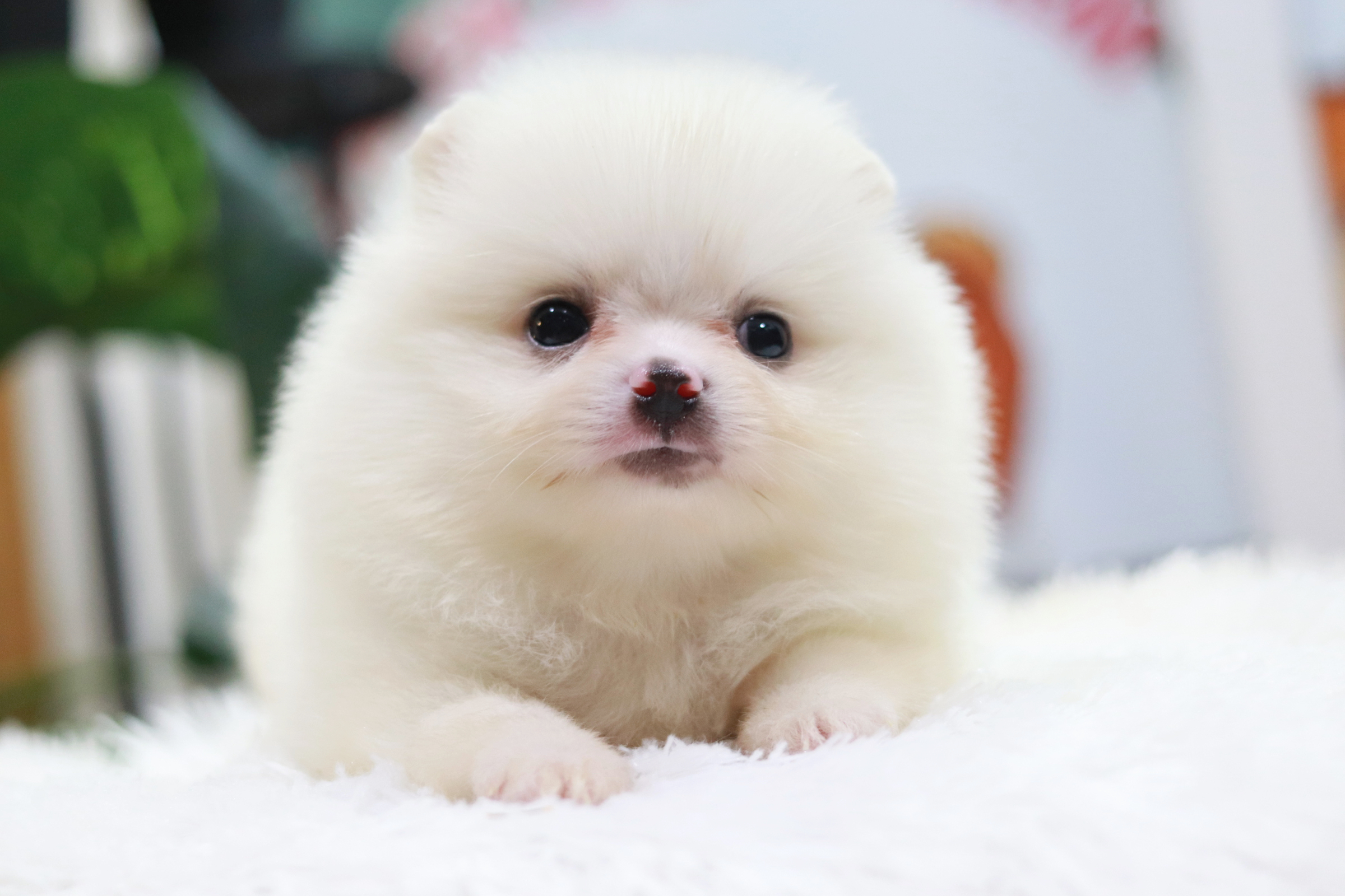 ปอมเมอเรเนียน เพศผู้สีขาว สำลี