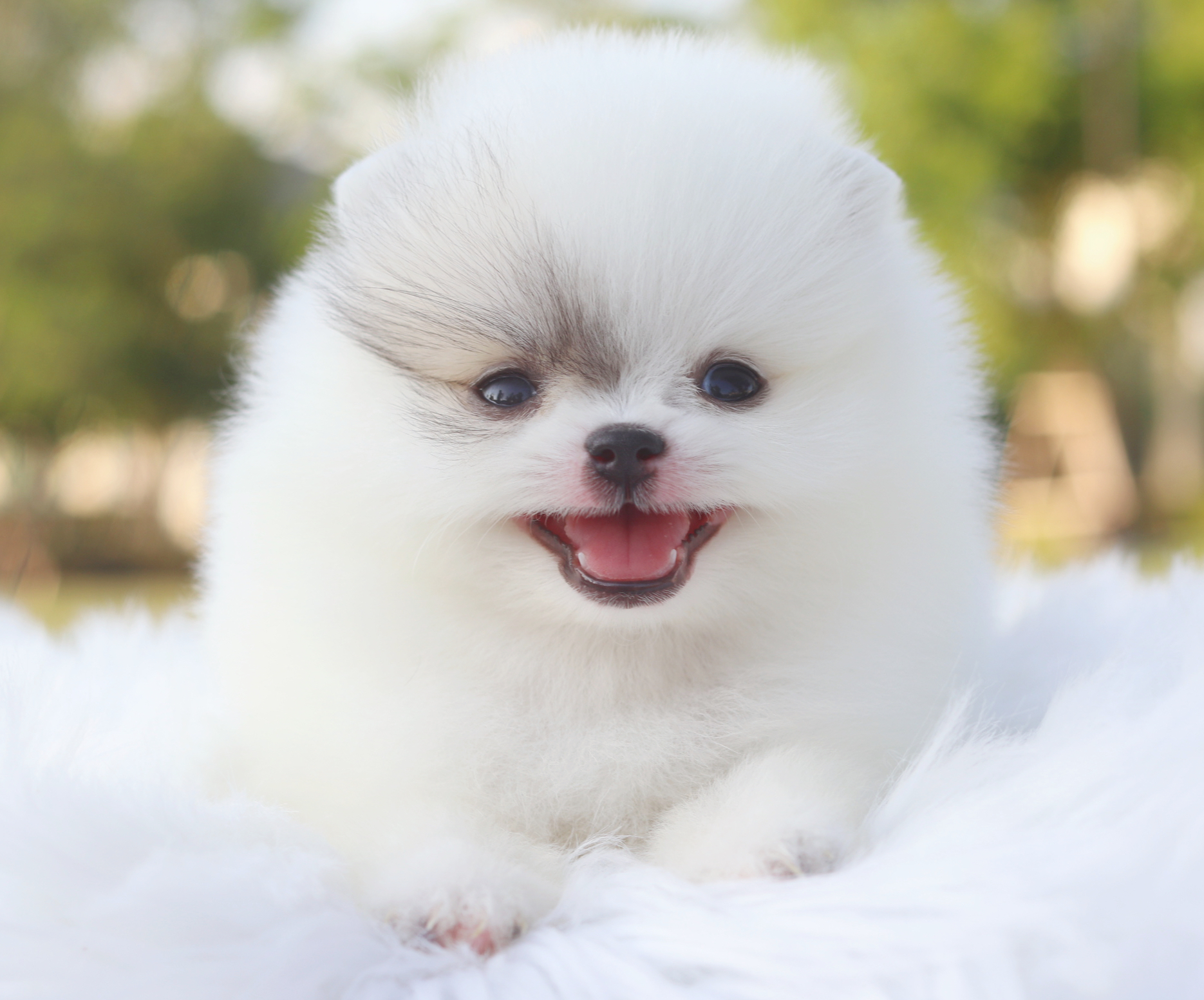 ปอมเมอเรเนียน เพศเมียสีแฟนซี