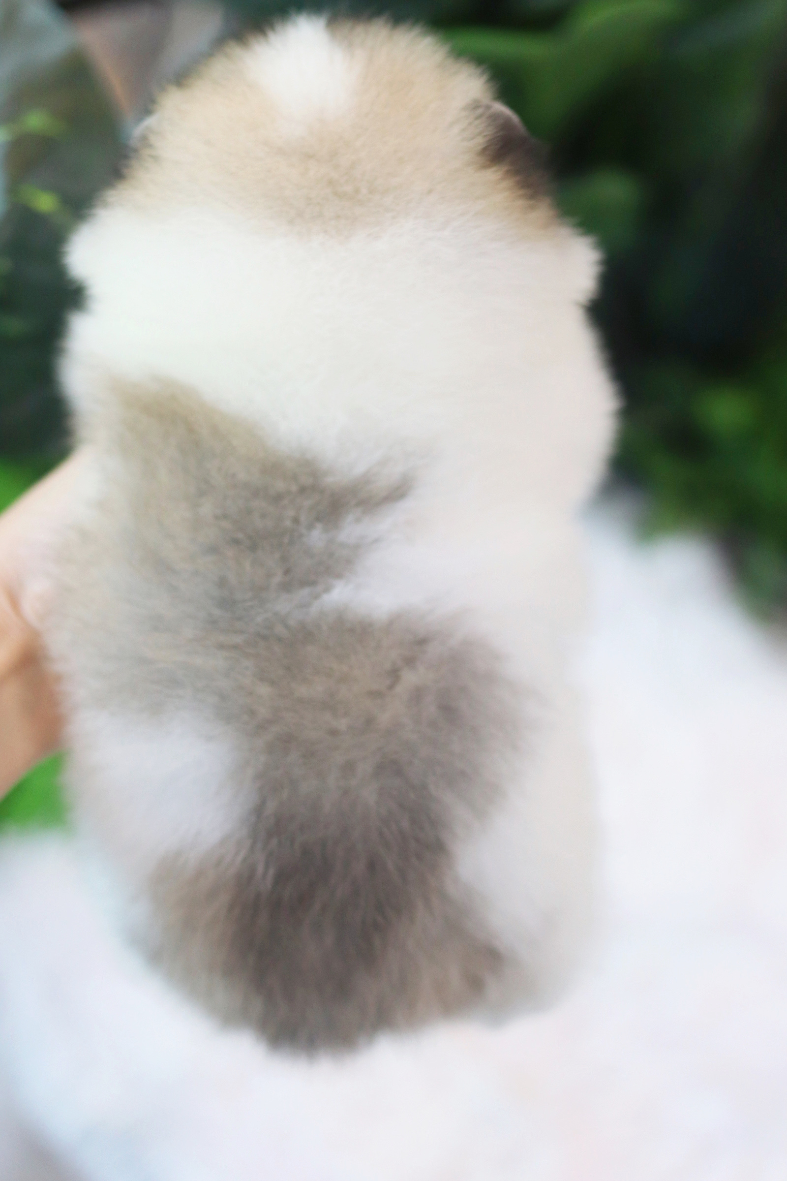 ปอมเมอเรเนียน เพศเมียสีแฟนซีเกรดโชว์