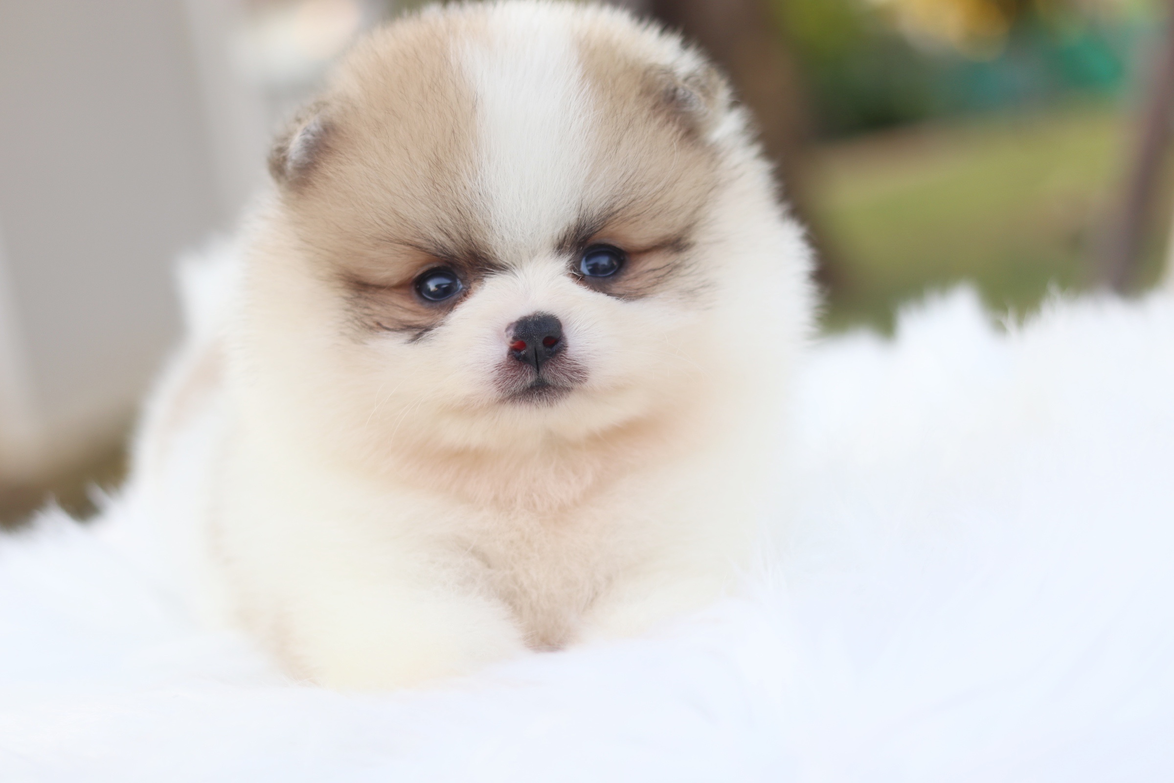 ปอมเมอเรเนียน เพศผู้ สีแฟนซี